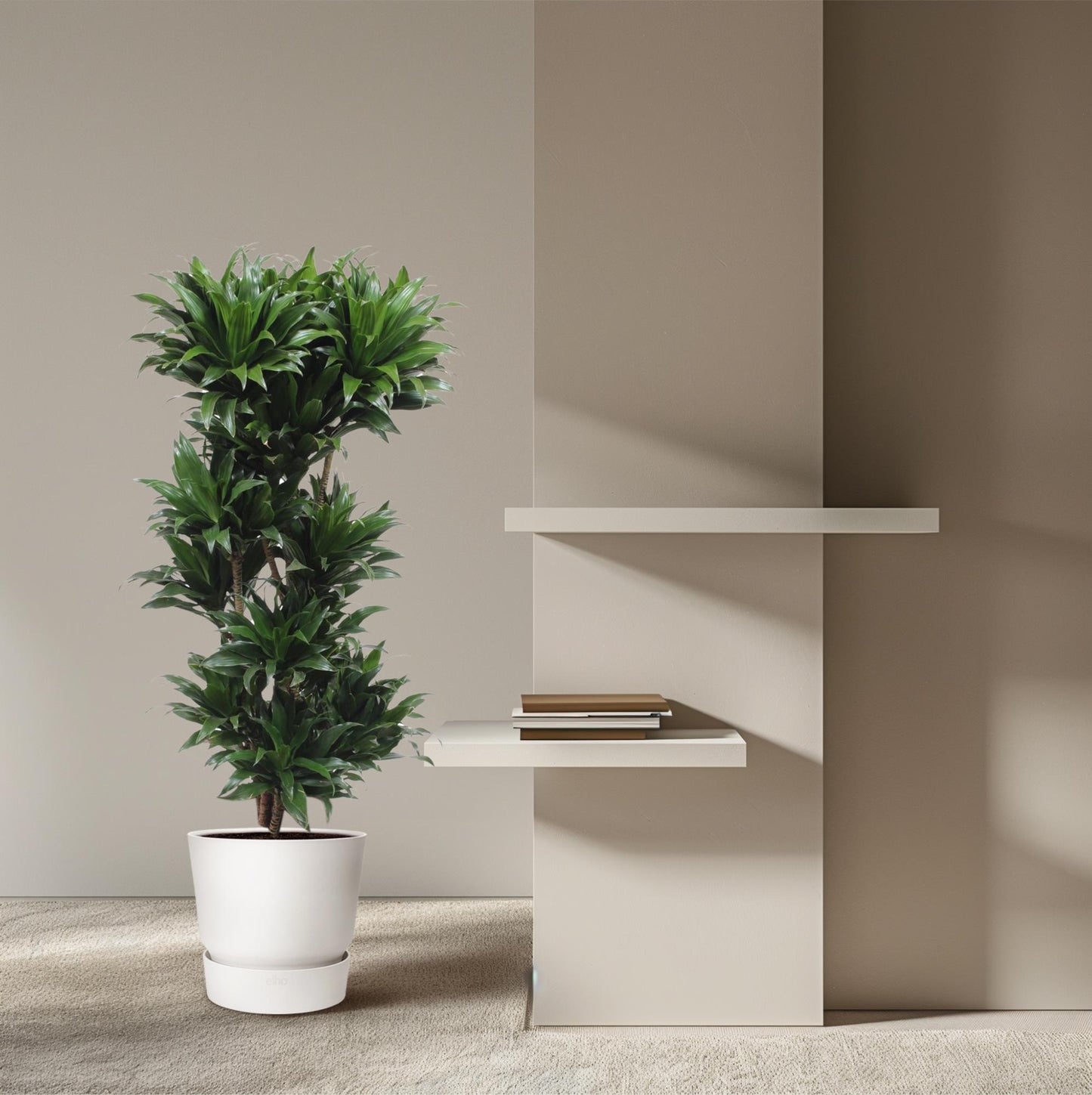 Dracaena Compacta – Pflegeleichte Zimmerpflanze 140 cm