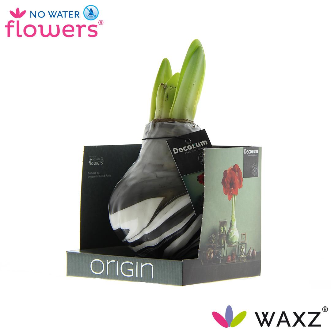 No Water Flowers Waxz® Artooz Earth Black Boxz – 15 cm