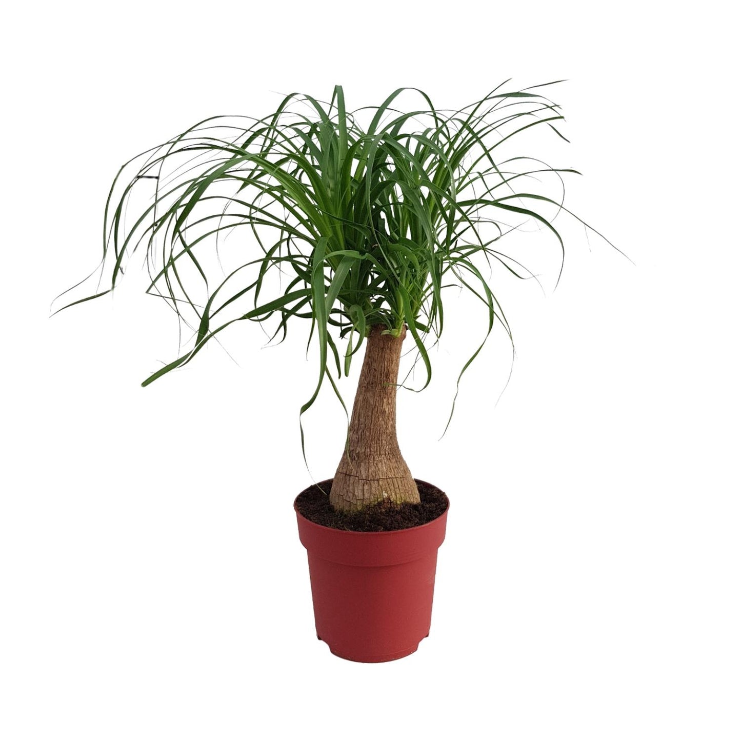 Elefantenfuß 'Maya Palm' – 70 cm pflegeleichte Zimmerpflanze