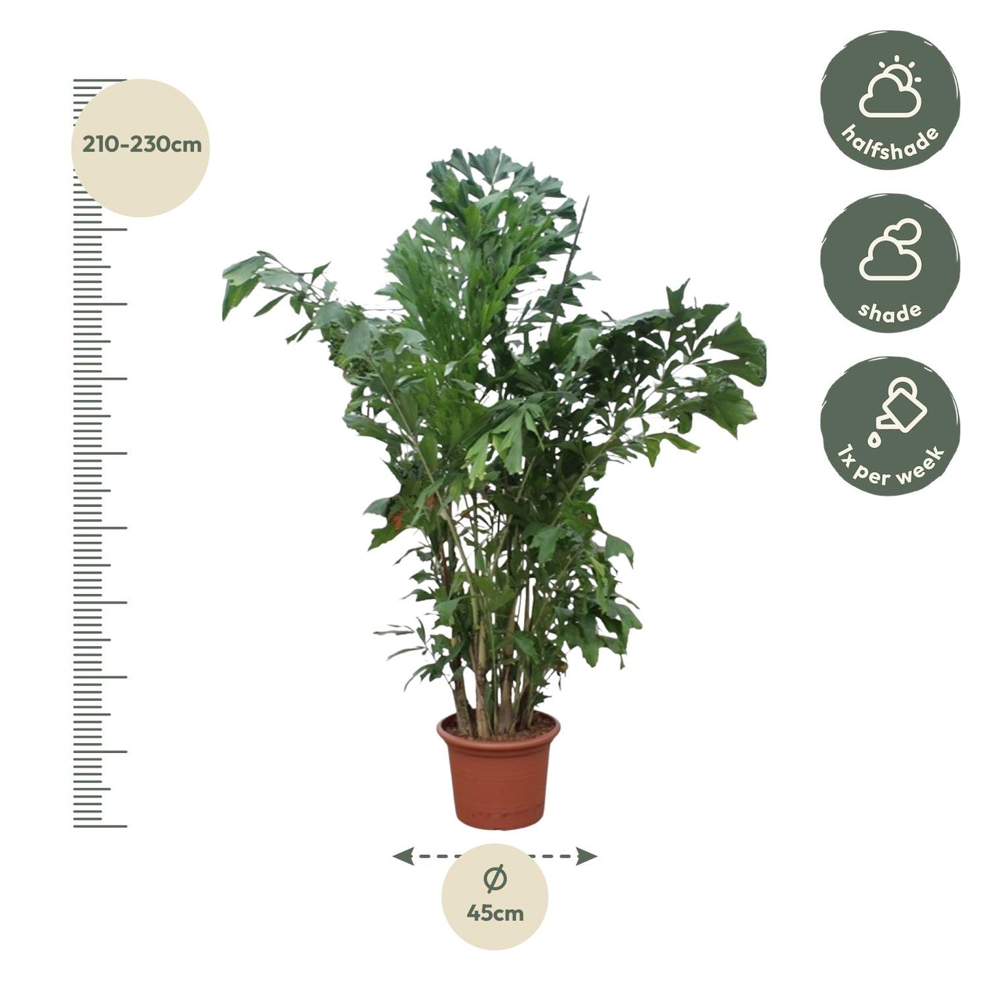 Caryota Mitis - Fischaal-Palme, 220 cm, Ø45 cm