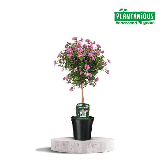 Anisodontea Elegans – Kapmalve im 19 cm Topf, ca. 75 cm hoch