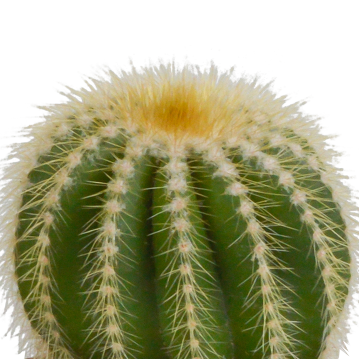 Bolcactus Kakteen-Mischung im weißen Topf 8,5 cm