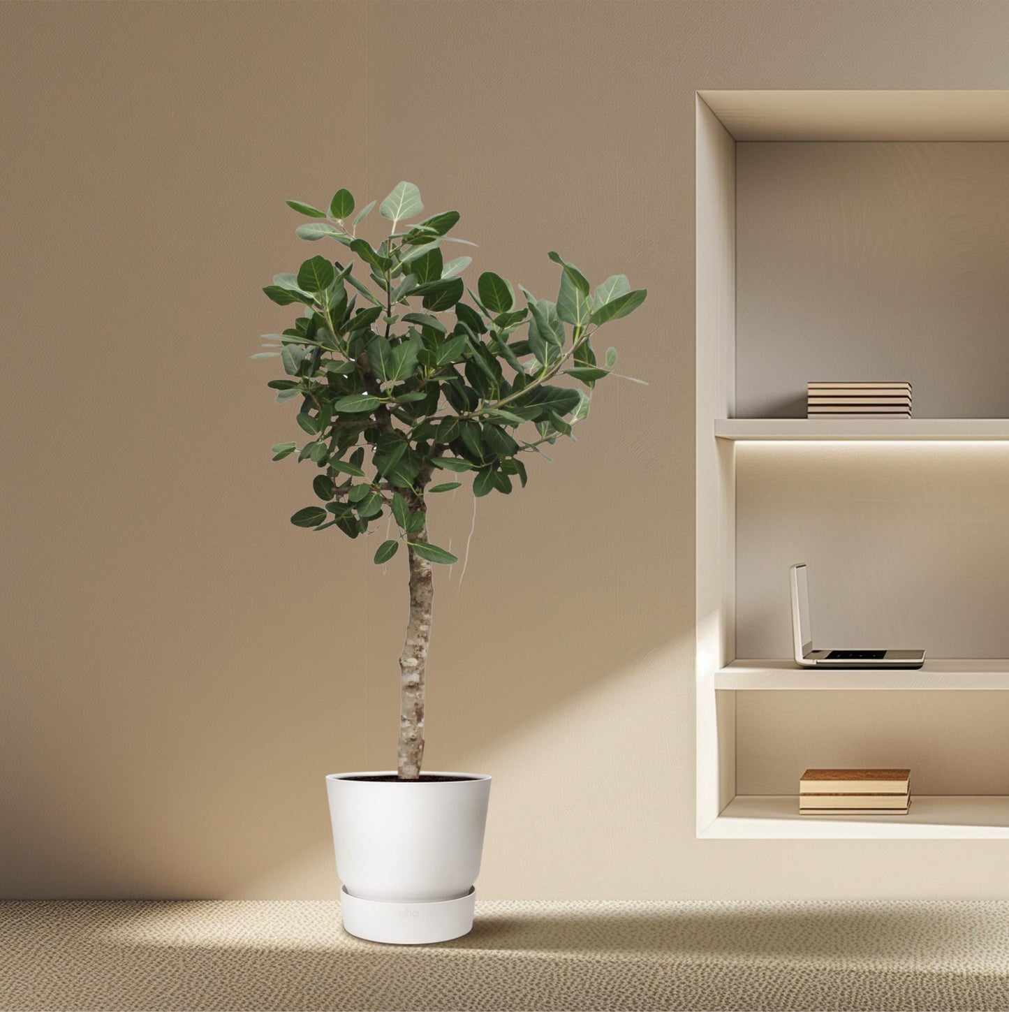 Ficus Benghalensis – Robuste Zimmerpflanze 200 cm