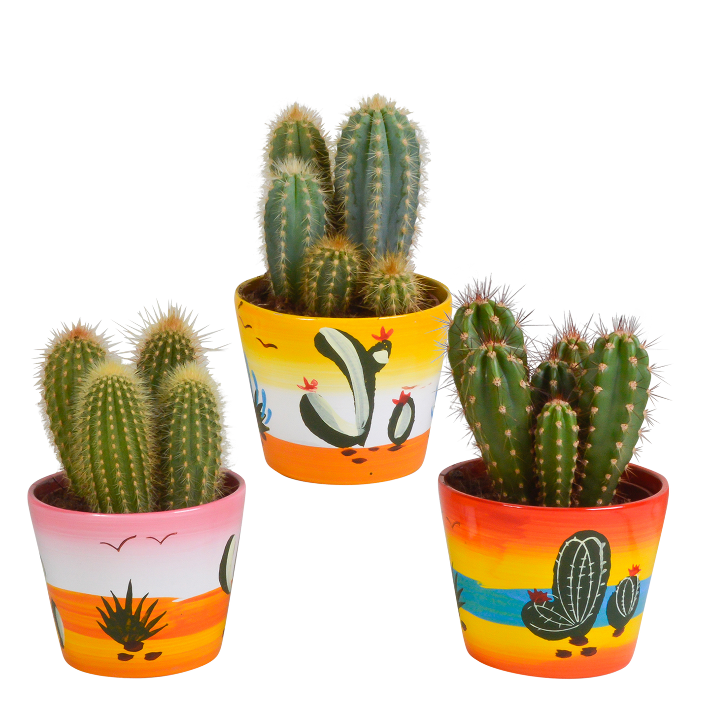 Cereus 3er Set in handbemaltem Mexicaanse Pot