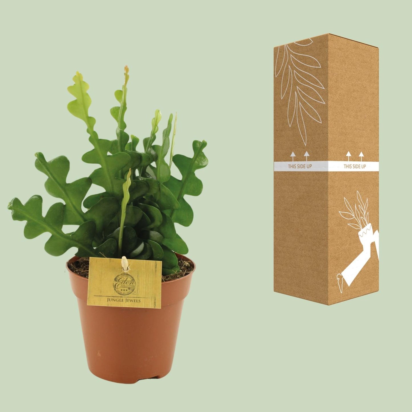 Epiphyllum anguliger – Fischgrät-Kaktus Ø12cm, 30cm hoch