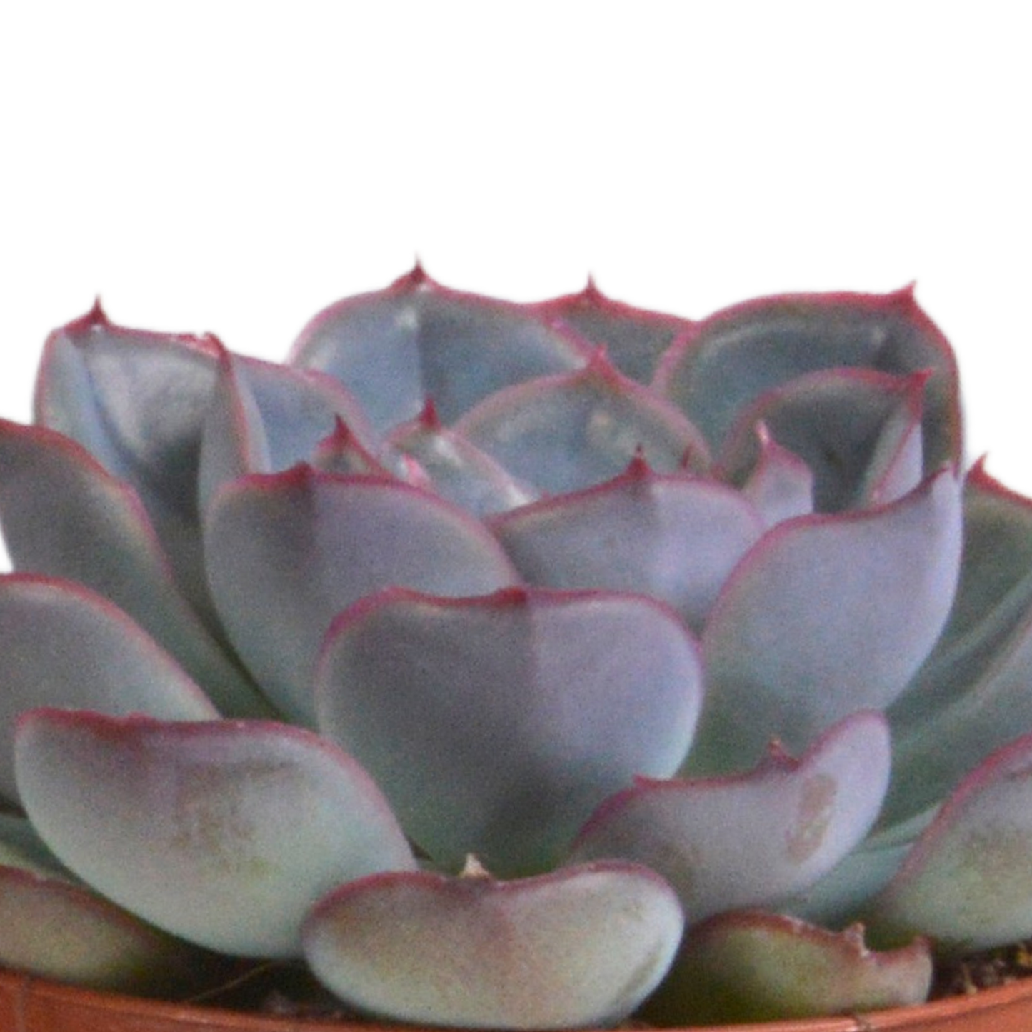 Echeveria-Mischung 3er Set im Terrakotta-Topf 8,5 cm