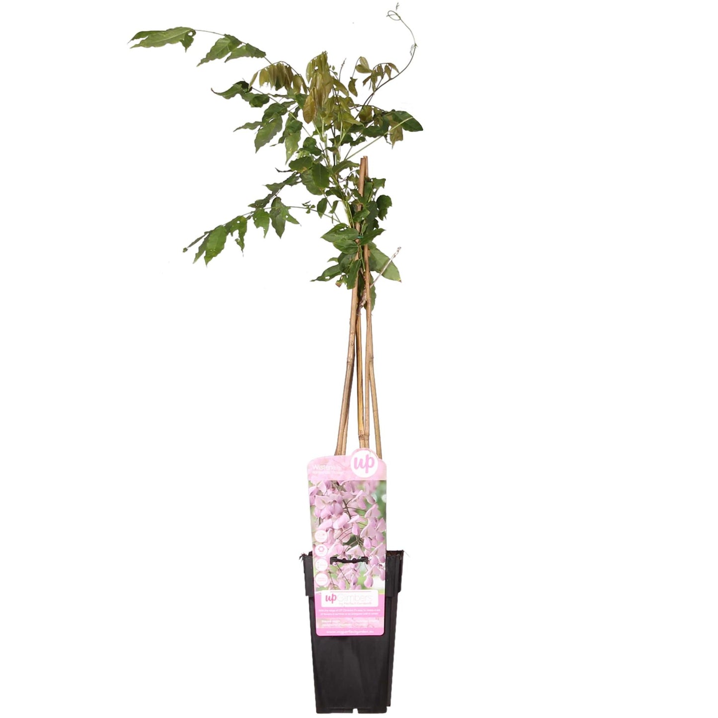 Wisteria floribunda 'Rosea' – Rosa Regen Kletterpflanze Ø15cm