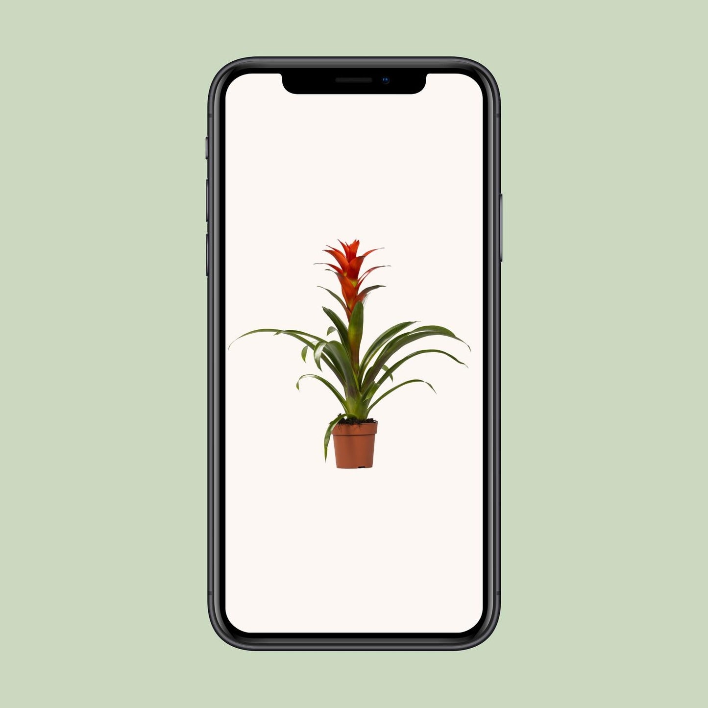 Guzmania Ostara – Exotische, pflegeleichte Zimmerpflanze Ø12cm