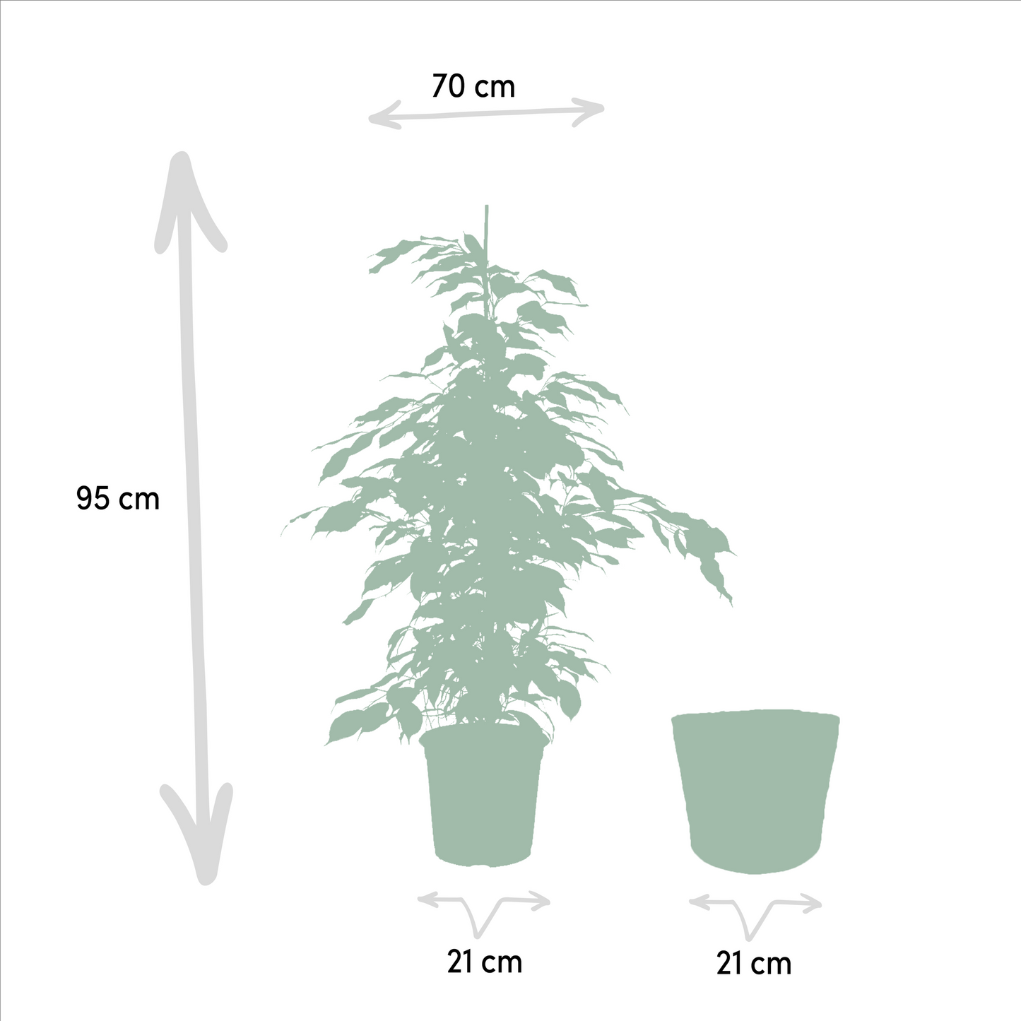Ficus Trio im Korb – Benjamina & Microcarpa Ø21cm, ca. 95cm