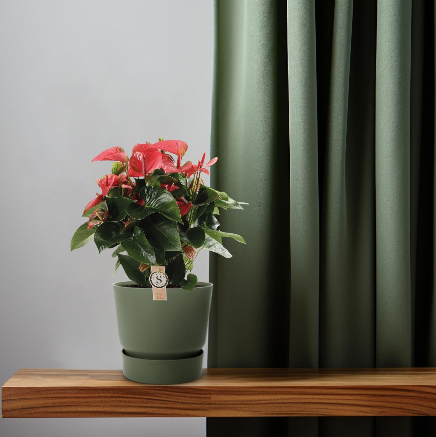 Anthurium Pink Champion – Pflegeleichte tropische Zimmerpflanze Ø21cm