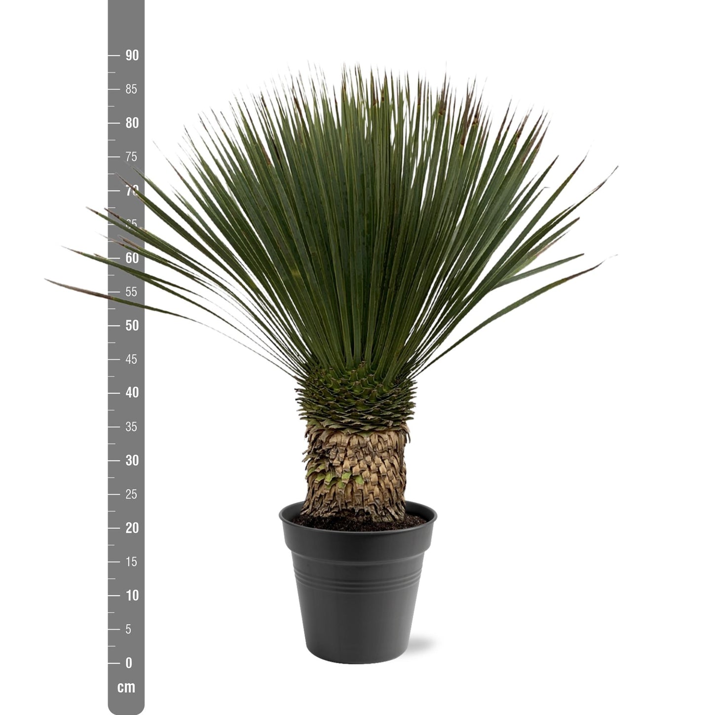 Yucca Rostrata – Robuste und pflegeleichte Zimmerpflanze 80-100 cm
