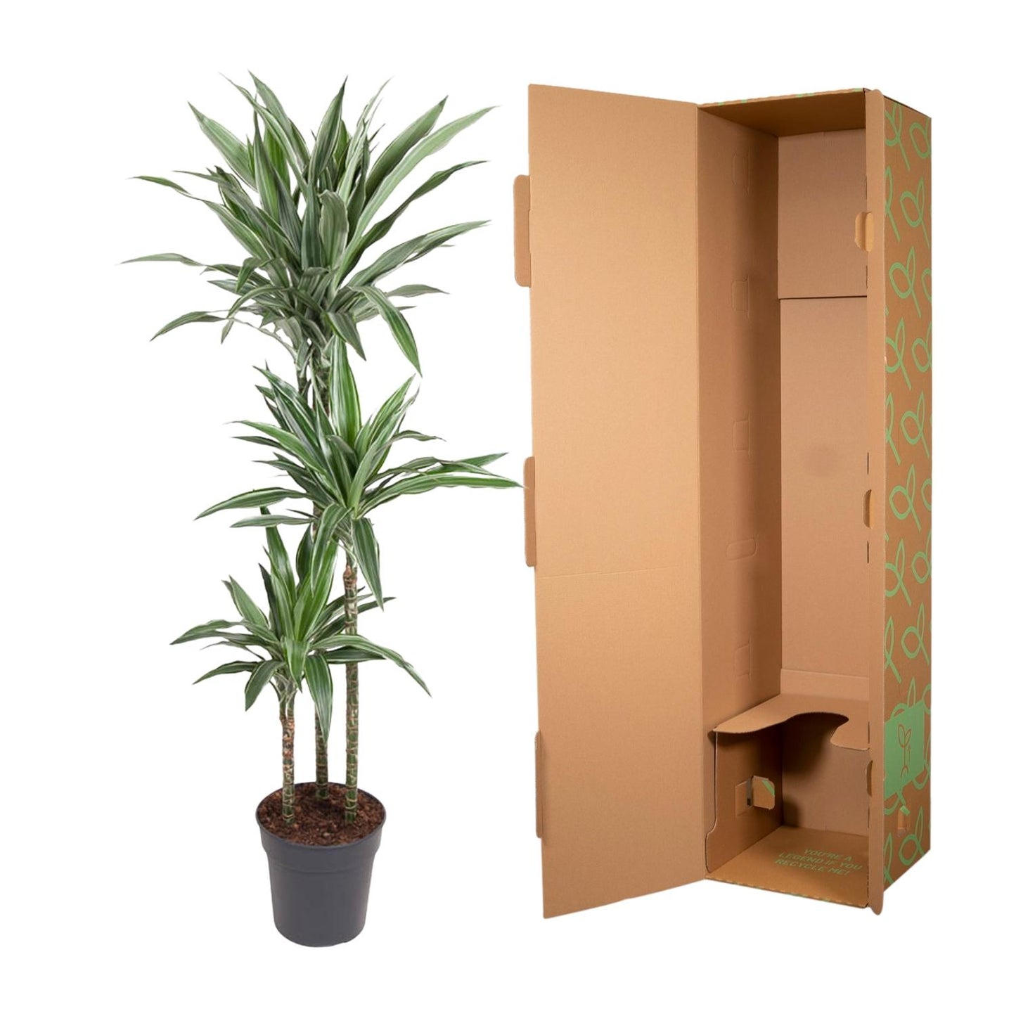 Dracaena Warneckei – Pflegeleichte Zimmerpflanze 100 cm