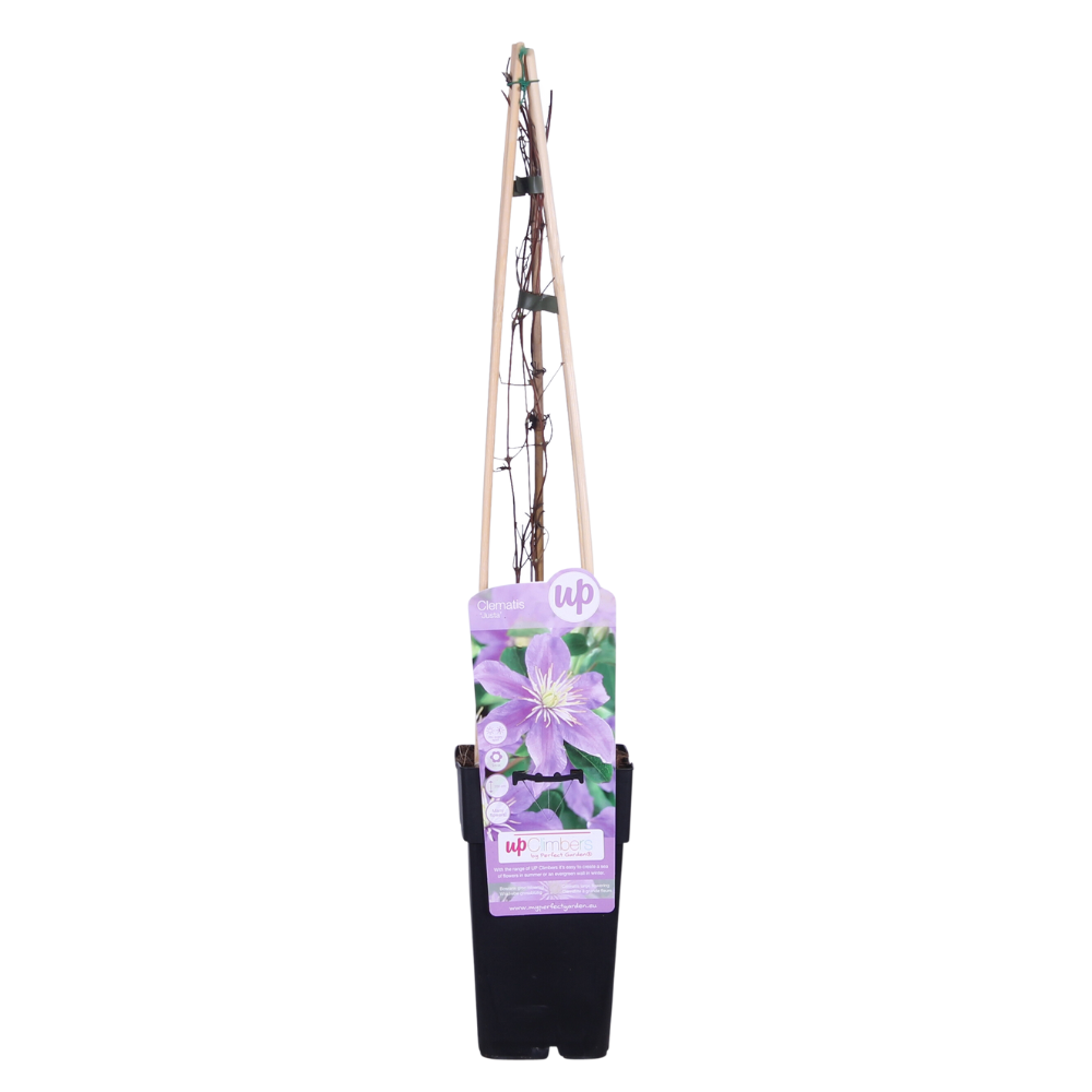 Clematis Justa – Pflegeleichte blühende Kletterpflanze Ø15cm