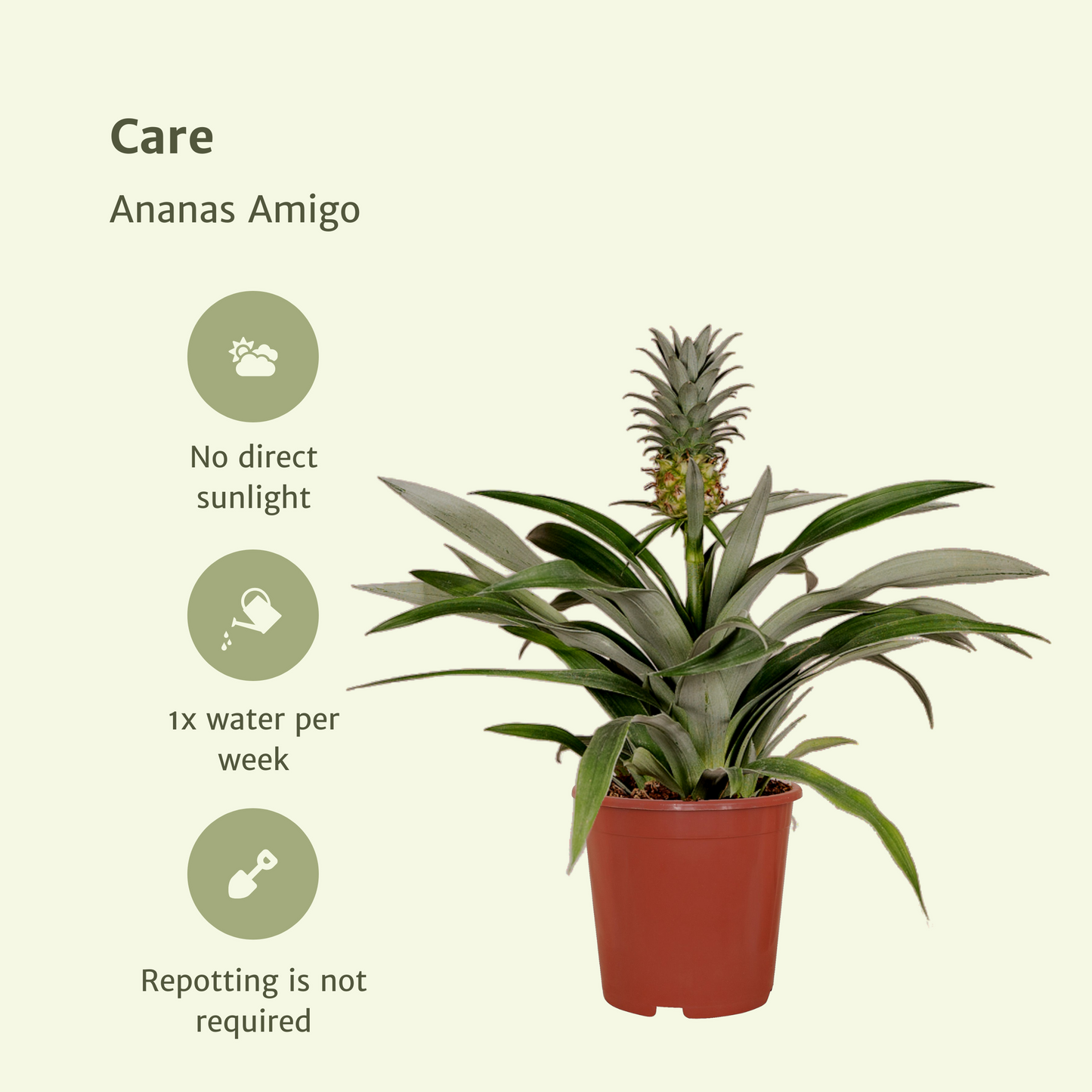 Bromelia (Ananaspflanze) – 2er-Set Ø12cm, ca. 30cm hoch