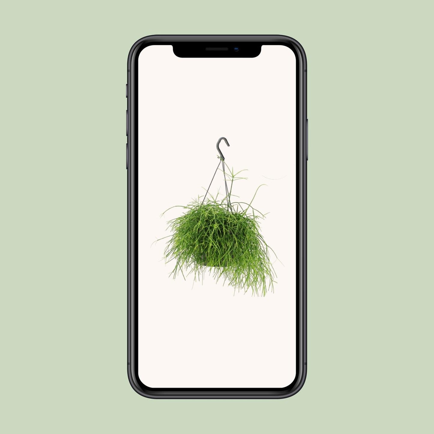 Rhipsalis Oasis – Pflegeleichte hängende Zimmerpflanze Ø17cm