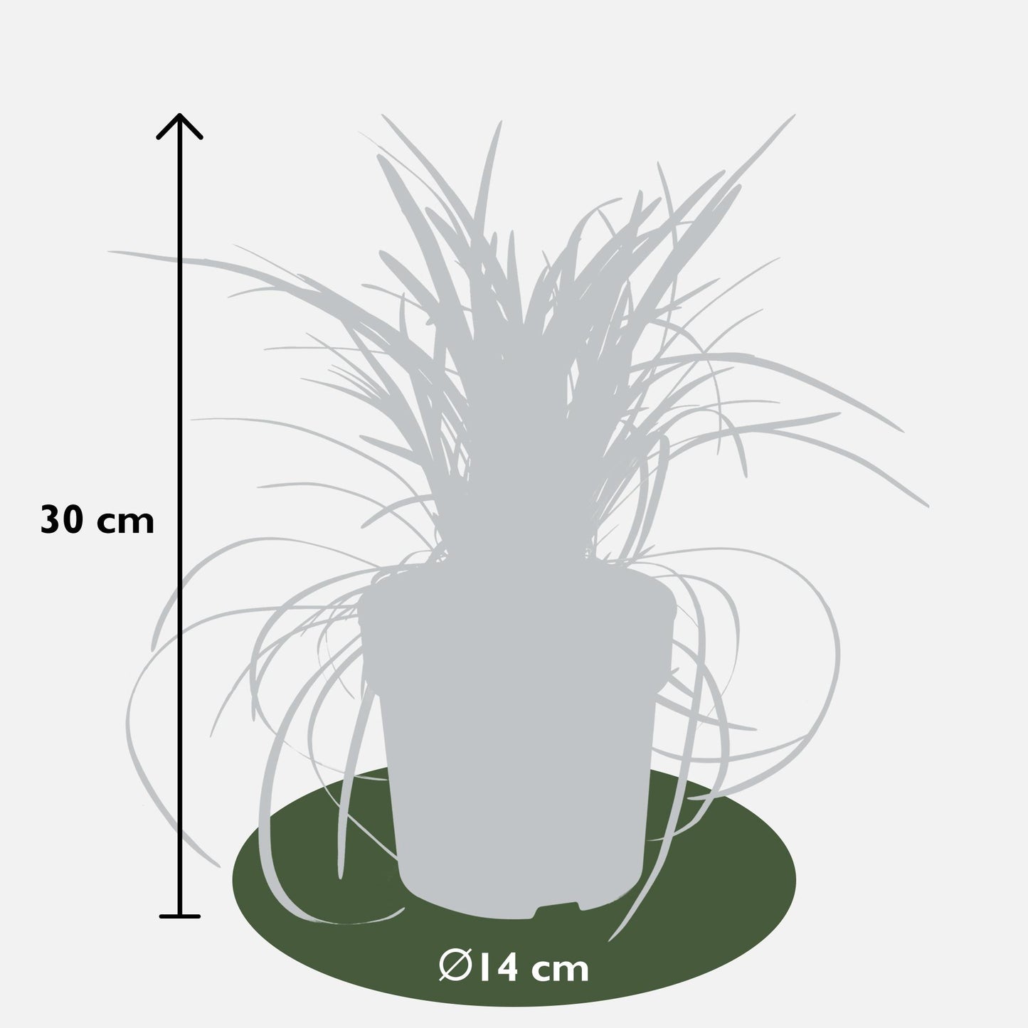 Ophiopogon planiscapus Nigrescens – Schwarzes Ziergras Ø14cm