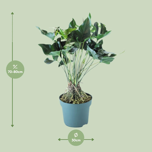 Anthurium Arrow – Pflegeleichte Zimmerpflanze Ø30cm, 80cm hoch