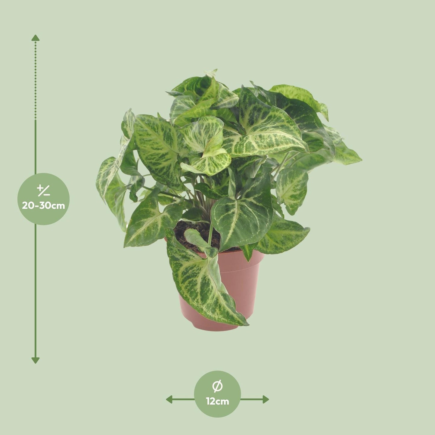 Syngonium Arrow – Pflegeleichte Pfeilspitzenpflanze Ø12cm