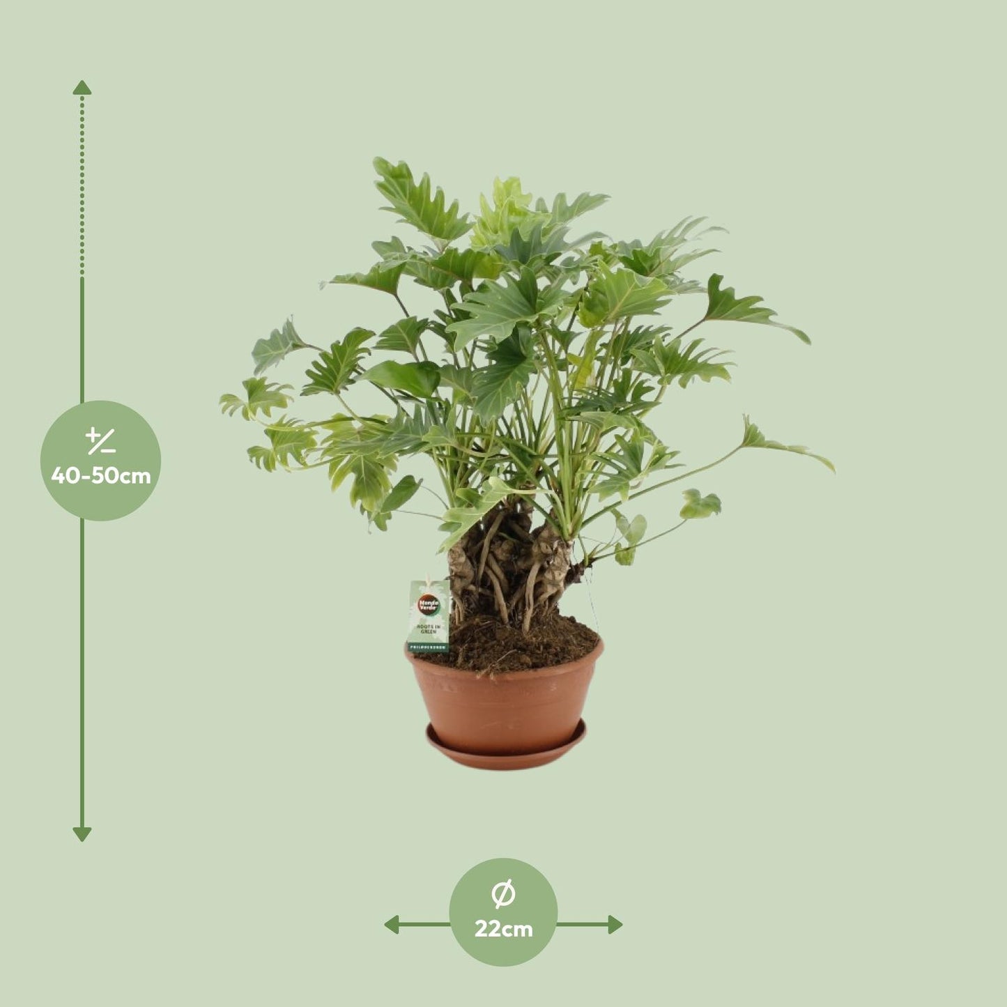 Philodendron Xanadu Op Stam – pflegeleichte Zimmerpflanze Ø22cm