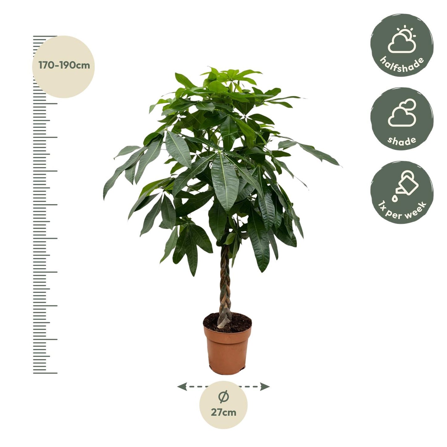Pachira Aquatica (Geldbaum) – 170 cm, ø27 cm, pflegeleicht