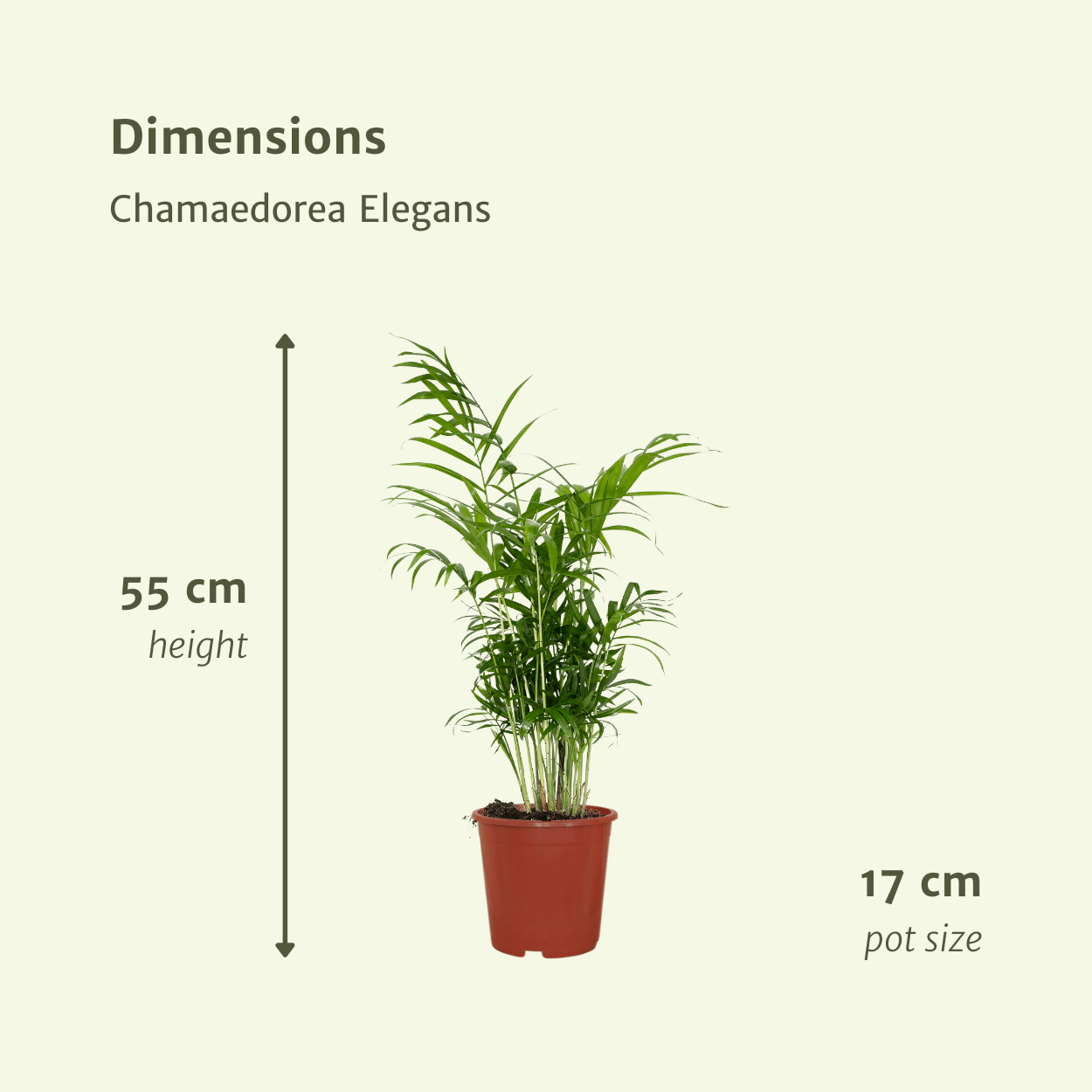 Chamaedorea Elegans – Mexikanische Bergpalme 2er-Set Ø17cm