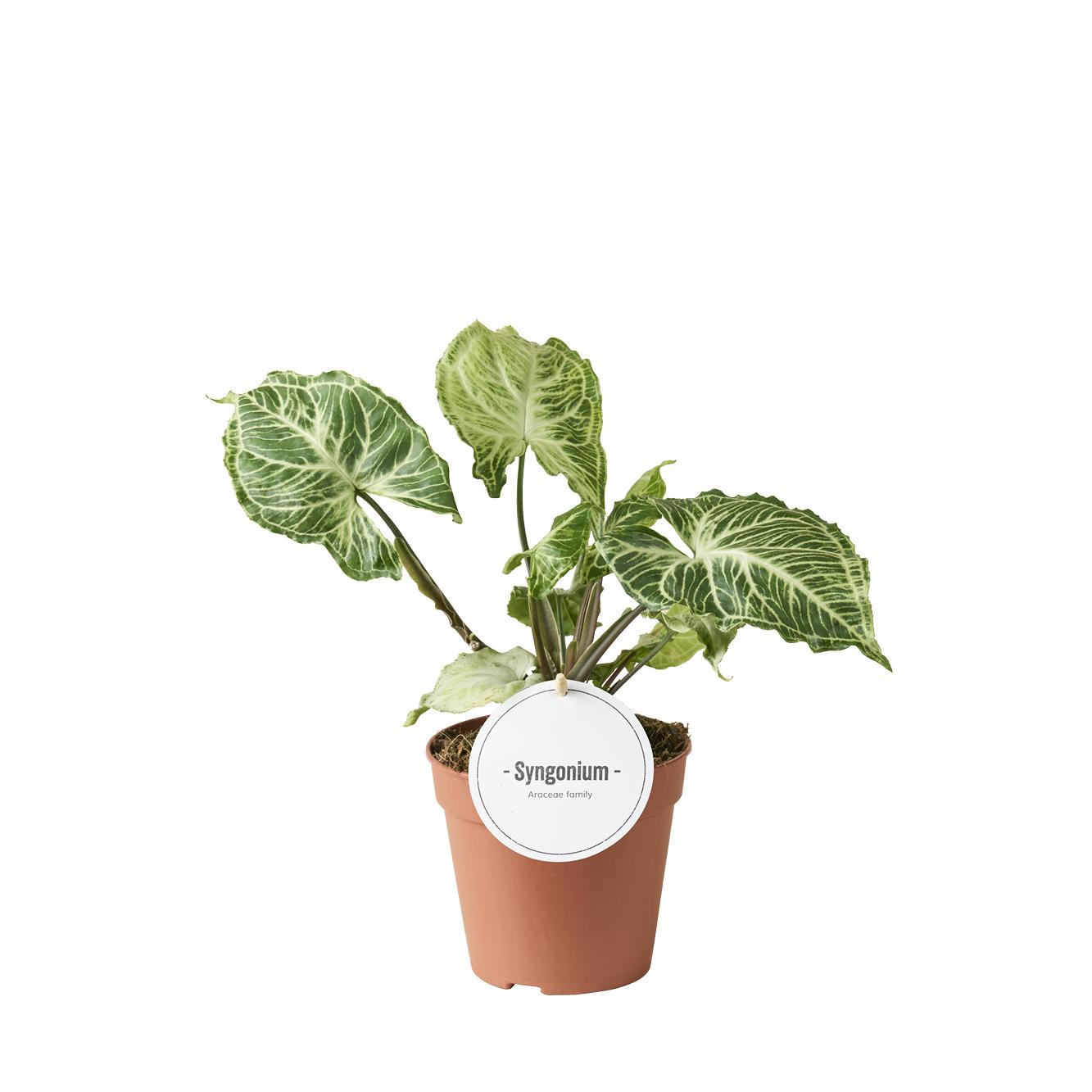 Syngonium Batik – Pflegeleichte Trendpflanze Ø12cm