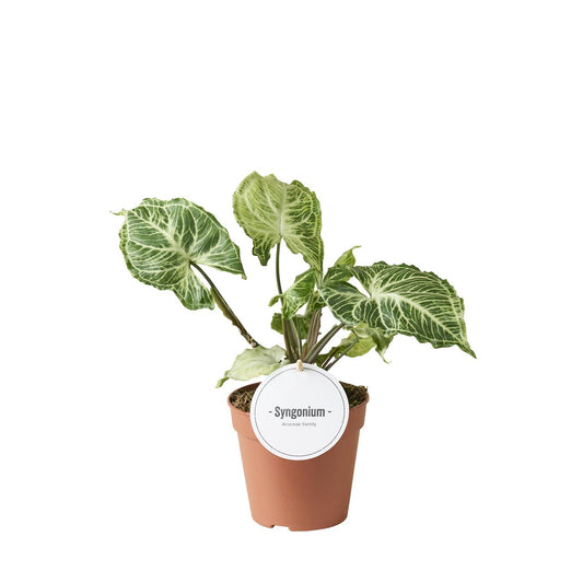 Syngonium Batik – Pflegeleichte Trendpflanze Ø12cm