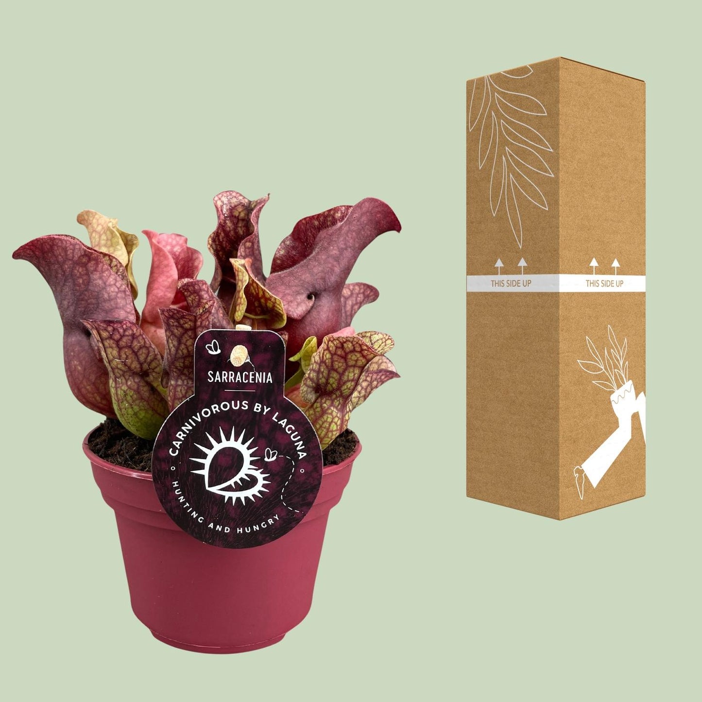 Sarracenia – Schlauchpflanze Ø12cm, 20cm hoch