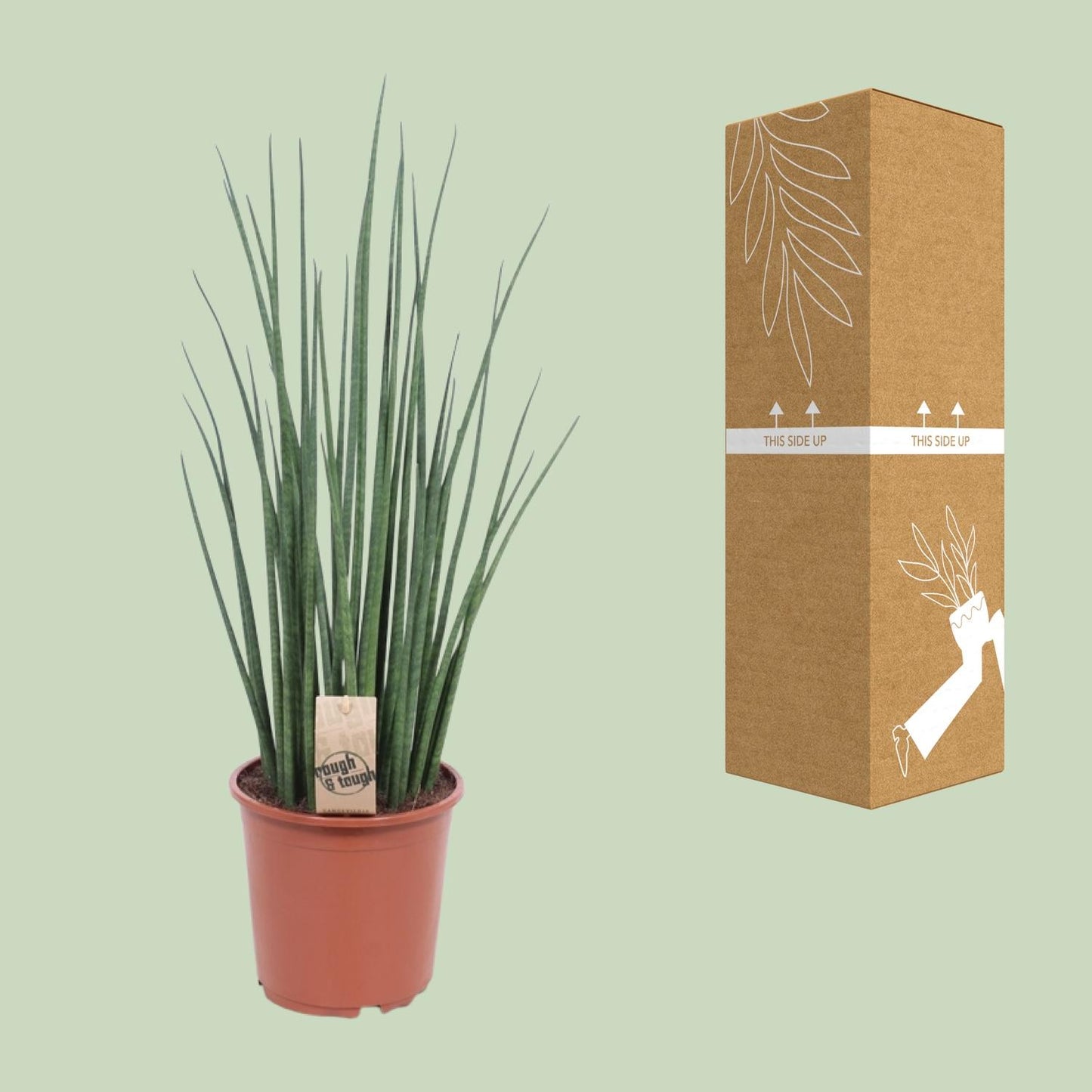 Sansevieria Mikado – 70 cm pflegeleichte Zimmerpflanze