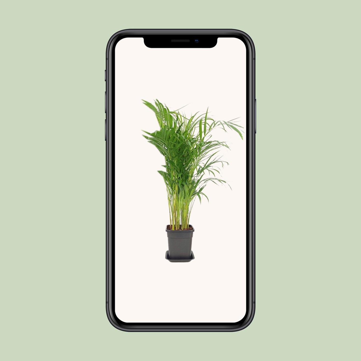 Dypsis Lutescens – Pflegeleichte Zimmerpflanze Ø21cm, 100cm hoch