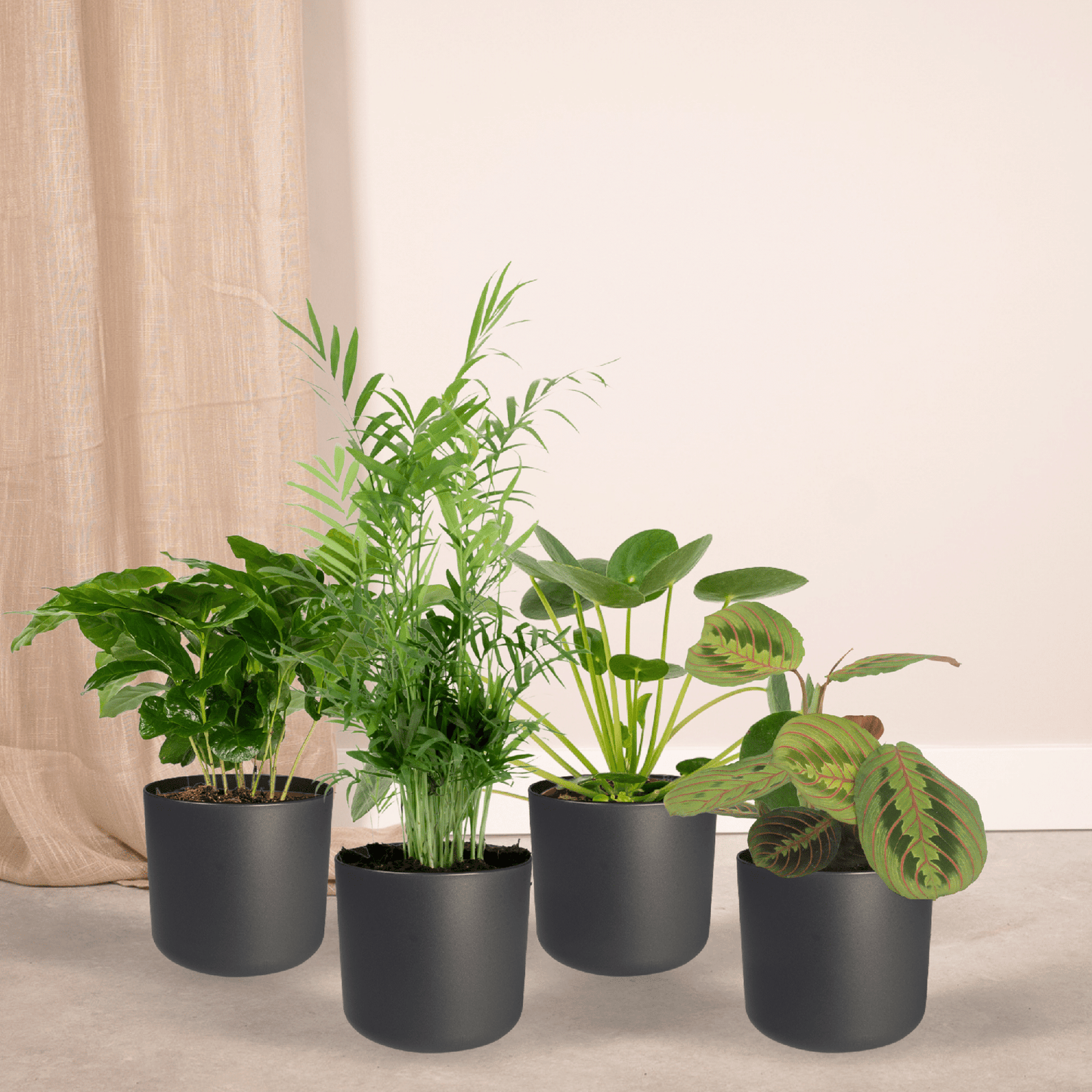 Tierfreundliche Zimmerpflanzen 4er-Set Ø12cm – Pflegeleicht & Modern