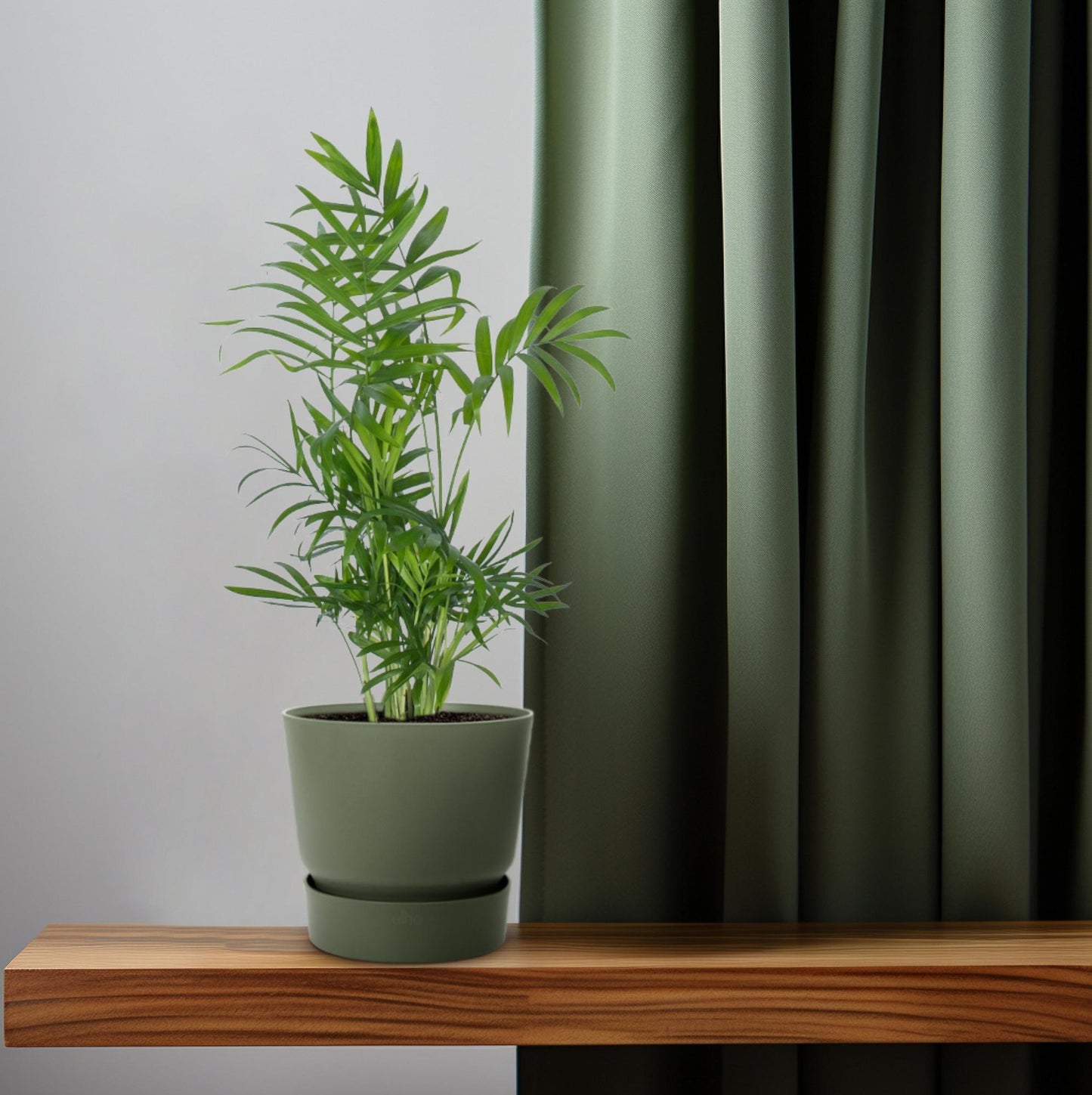 Zwerg-Bergpalme Chamaedorea Ø12cm, ca. 50cm hoch