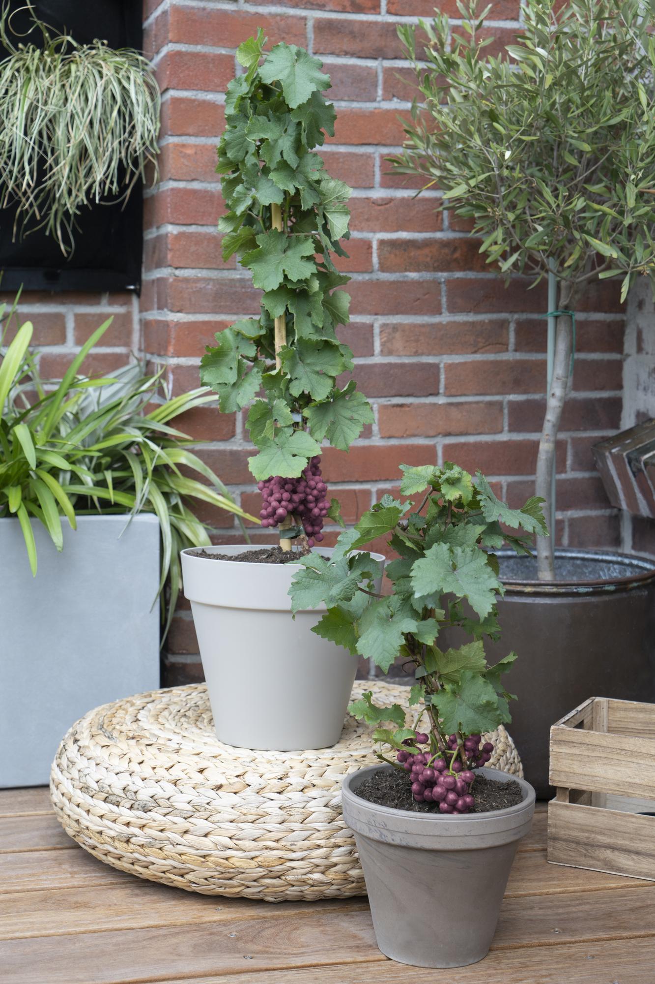 Vitis Pixie Cabernet Franc – Zwergtraube im 14 cm Topf