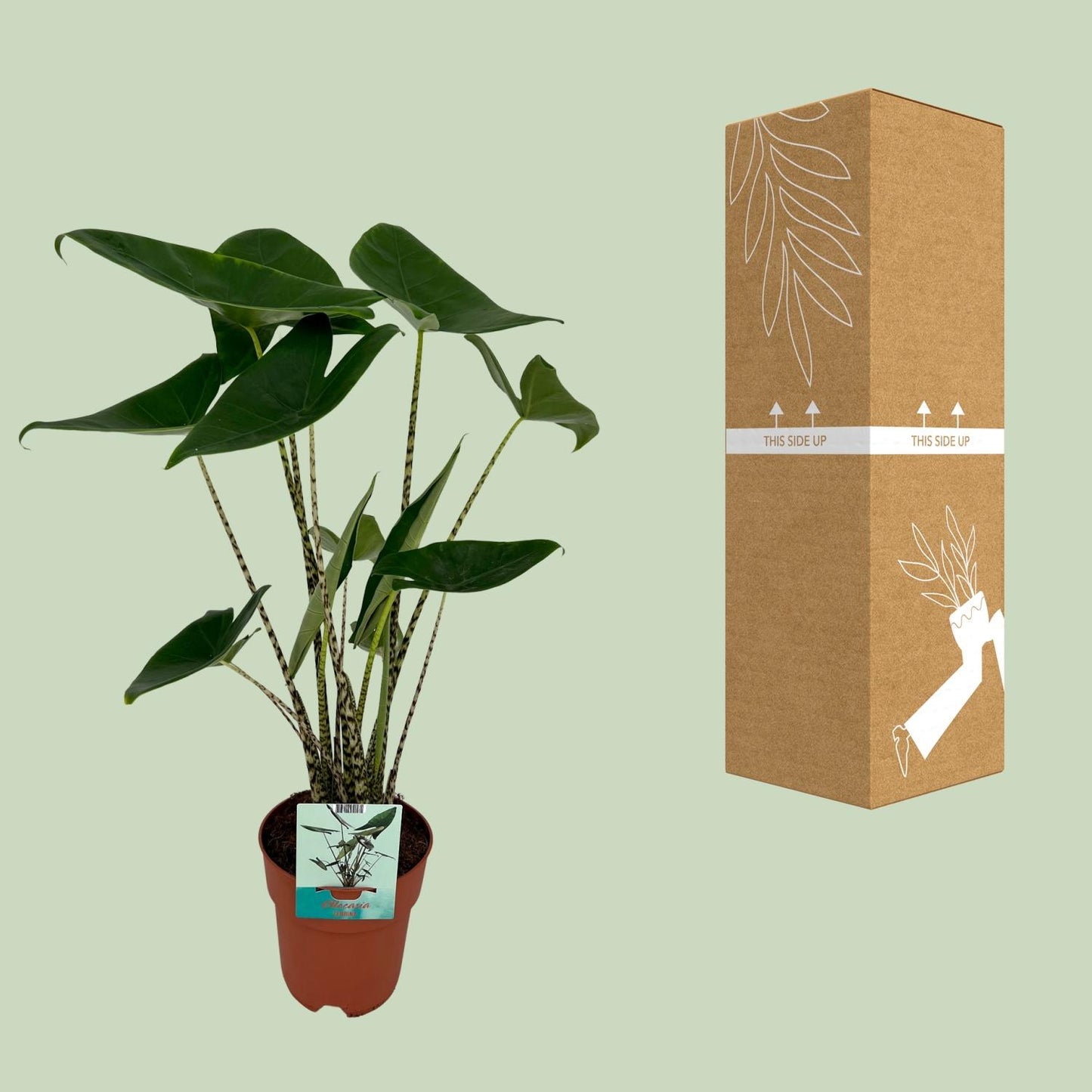 Alocasia Zebrina – Exotisches Elefantenohr Ø19cm, 75cm hoch