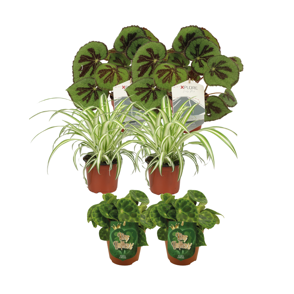 Begonie & Grünlilie Mix – 6 pflegeleichte Zimmerpflanzen Ø12cm