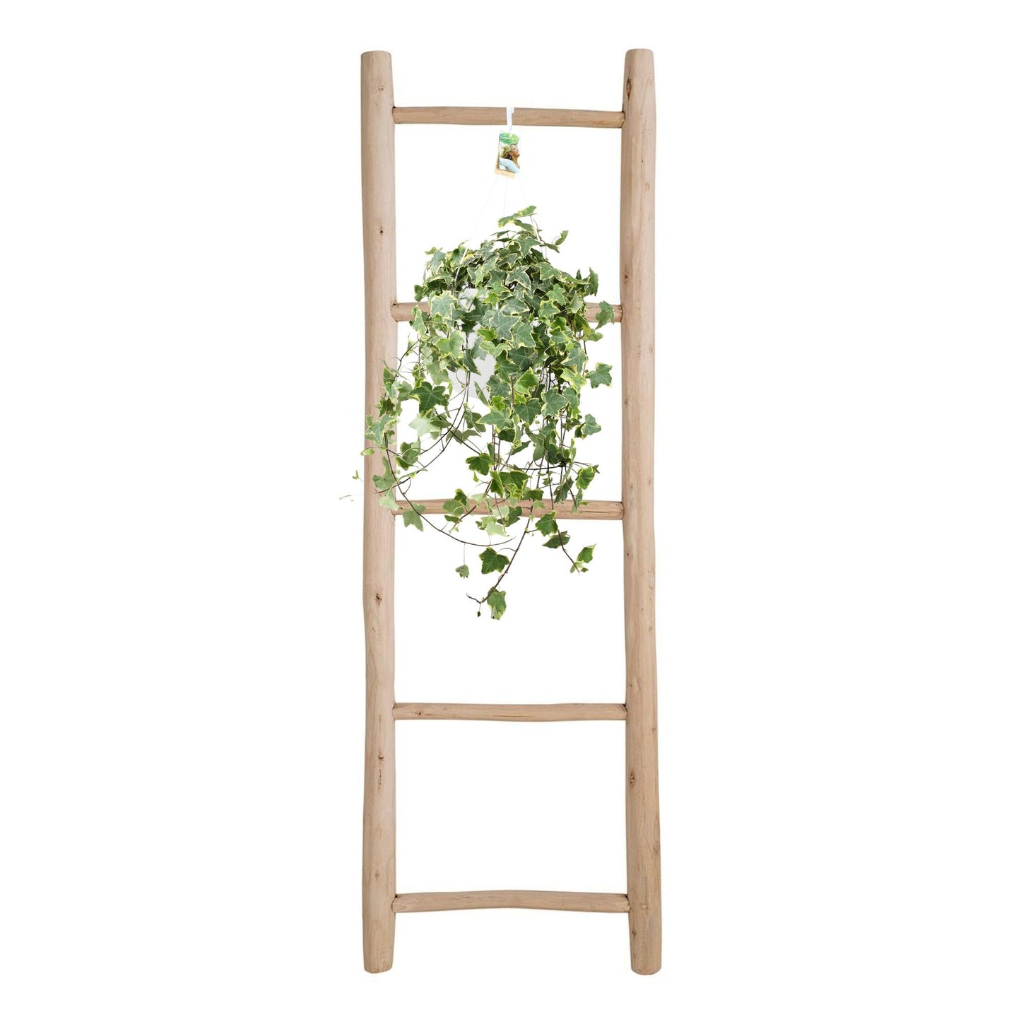 Efeu 'Gold Child' XXL – Pflegeleichte Hängepflanze Ø24cm