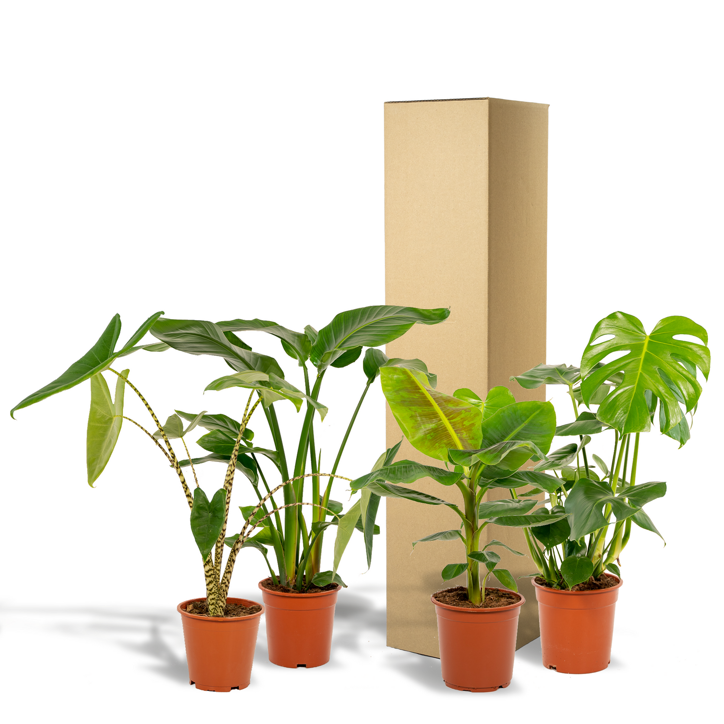 Tropen-Set: Monstera, Alocasia, Strelitzie & Musa (75-85 cm)