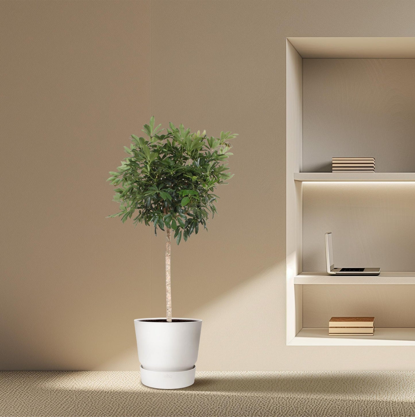 Schefflera Arboricola Compacta – Pflegeleichte Strahlenaralie 190 cm