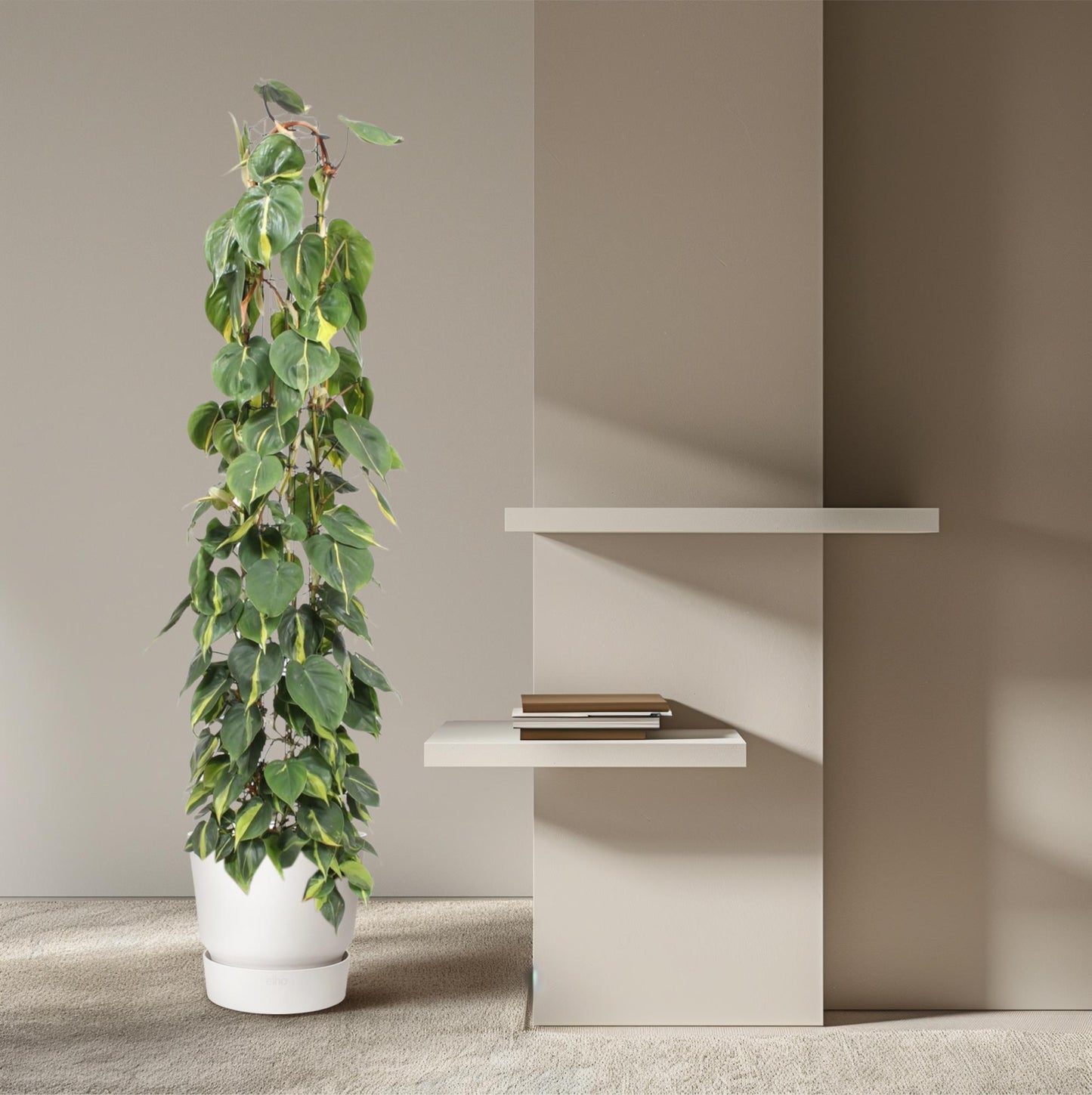 Philodendron Scandens Brasil – Pflegeleichte Kletterpflanze 160 cm