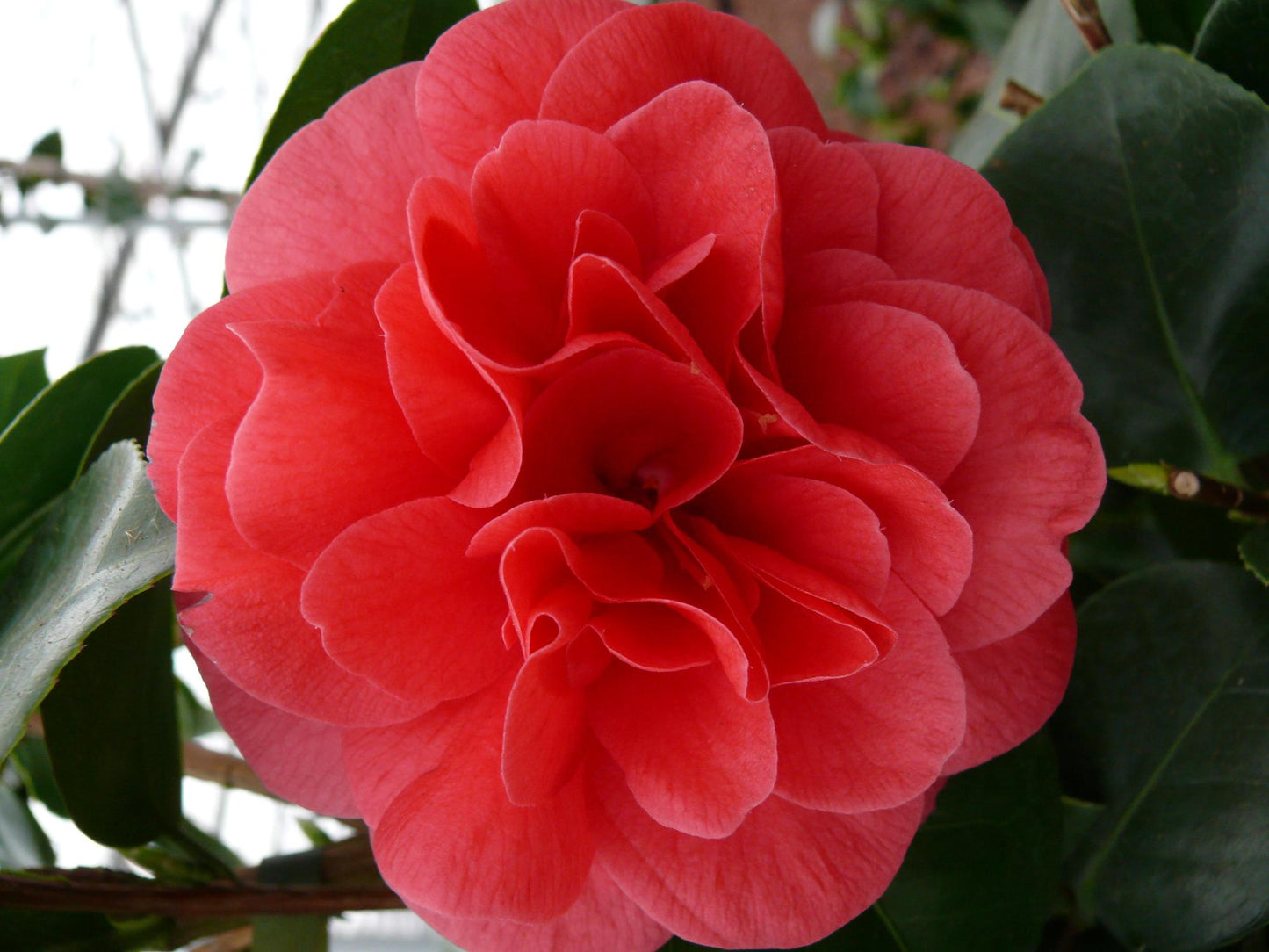 Kamelie 'Lady Campbell' – Eleganter Winterblüher Ø26-29cm