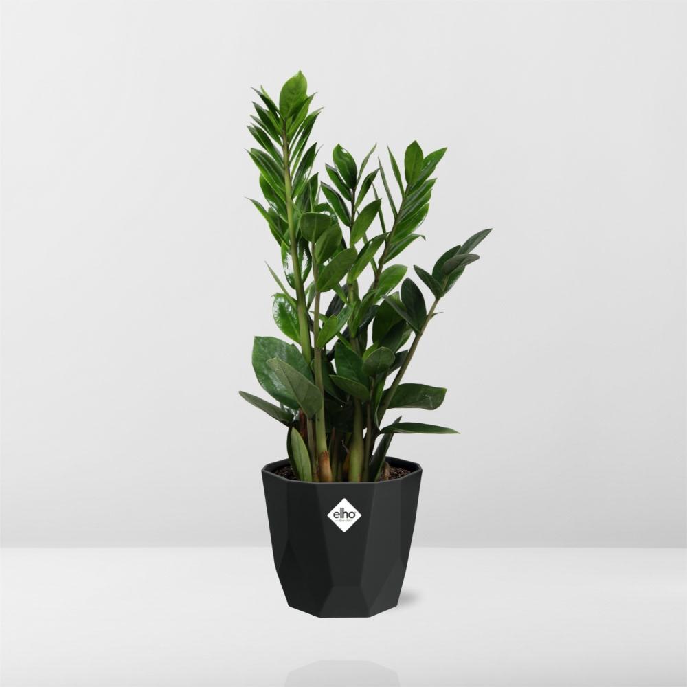 Zamioculcas (ZZ-Pflanze) – 45-50 cm in 14 cm Topf, b.for rock living black
