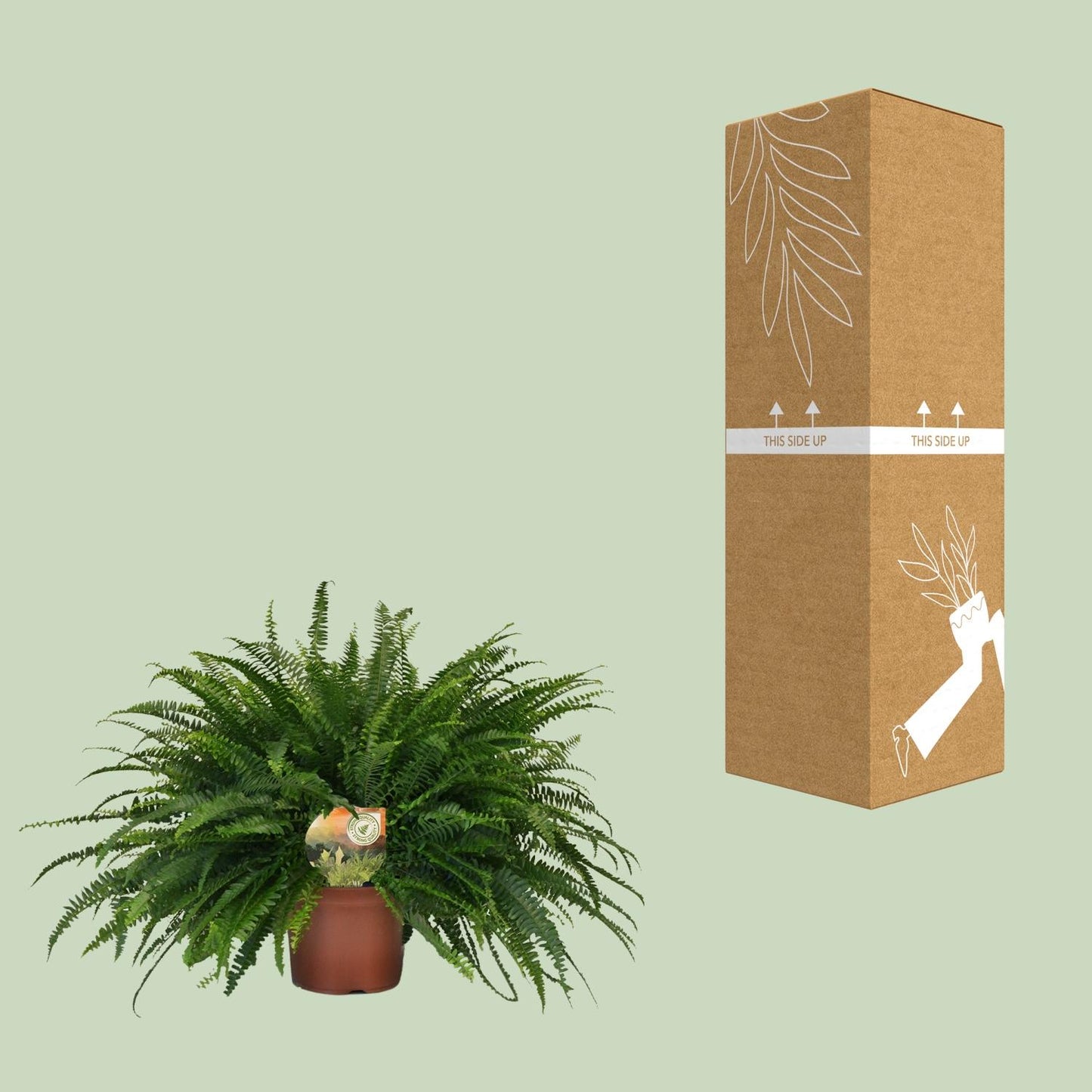 Grünlilie 'Green Lady' – pflegeleichte Zimmerpflanze 60cm