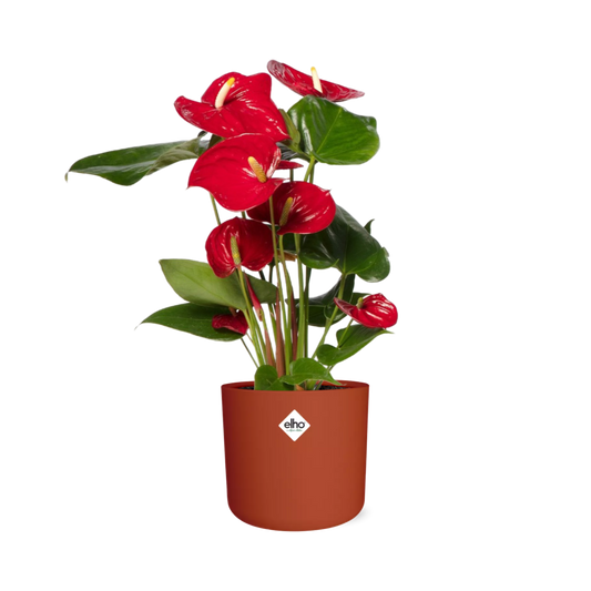 Anthurium Red 12cm im ELHO b.for soft rond 14cm Topf