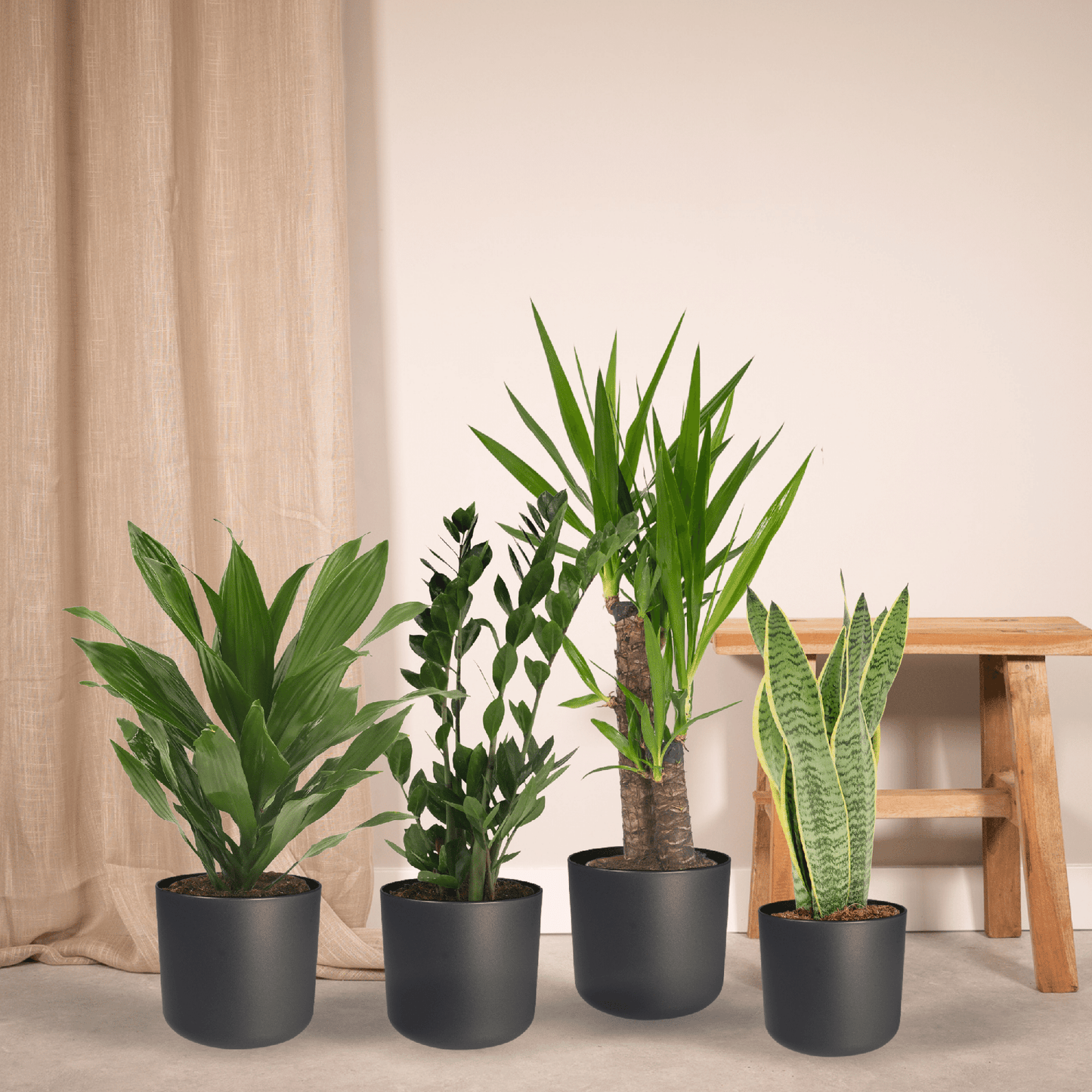Zimmerpflanzen-Set Easy – 4 pflegeleichte Pflanzen