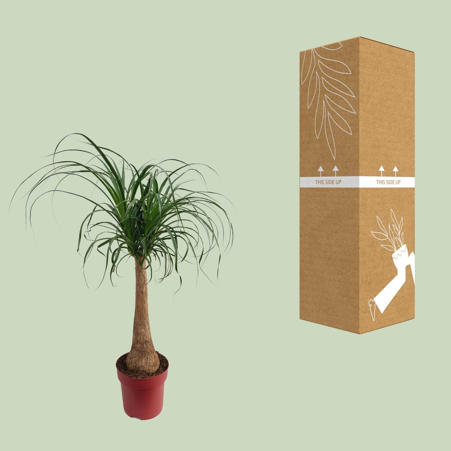 Elefantenfuß 'Maya Palm' – Pflegeleichte Zimmerpflanze 110 cm