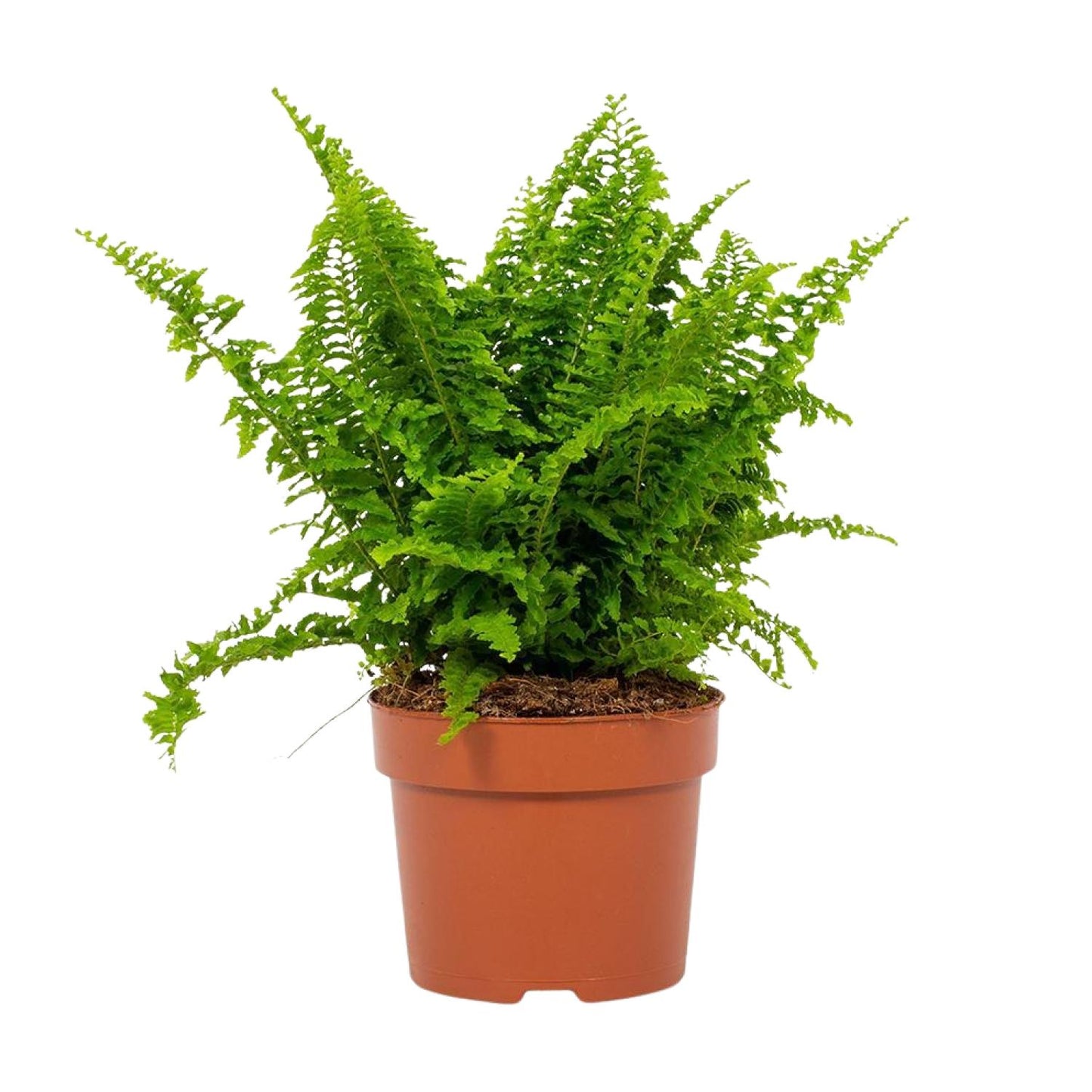 Bostonfarn Nephrolepis exaltata Ø12cm – pflegeleicht & luftreinigend