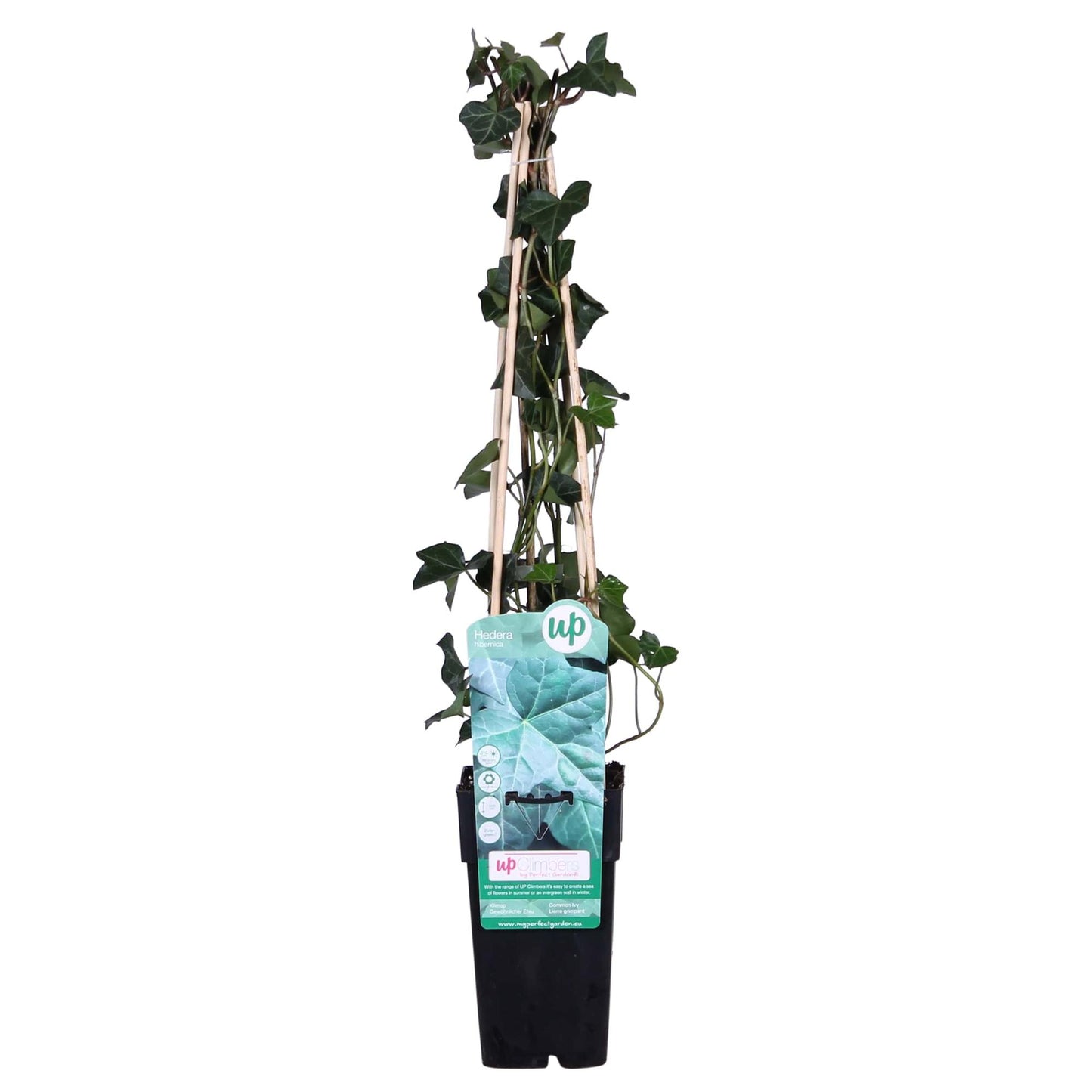Hedera hibernica – Pflegeleichter Irischer Efeu Ø15cm, 65cm hoch