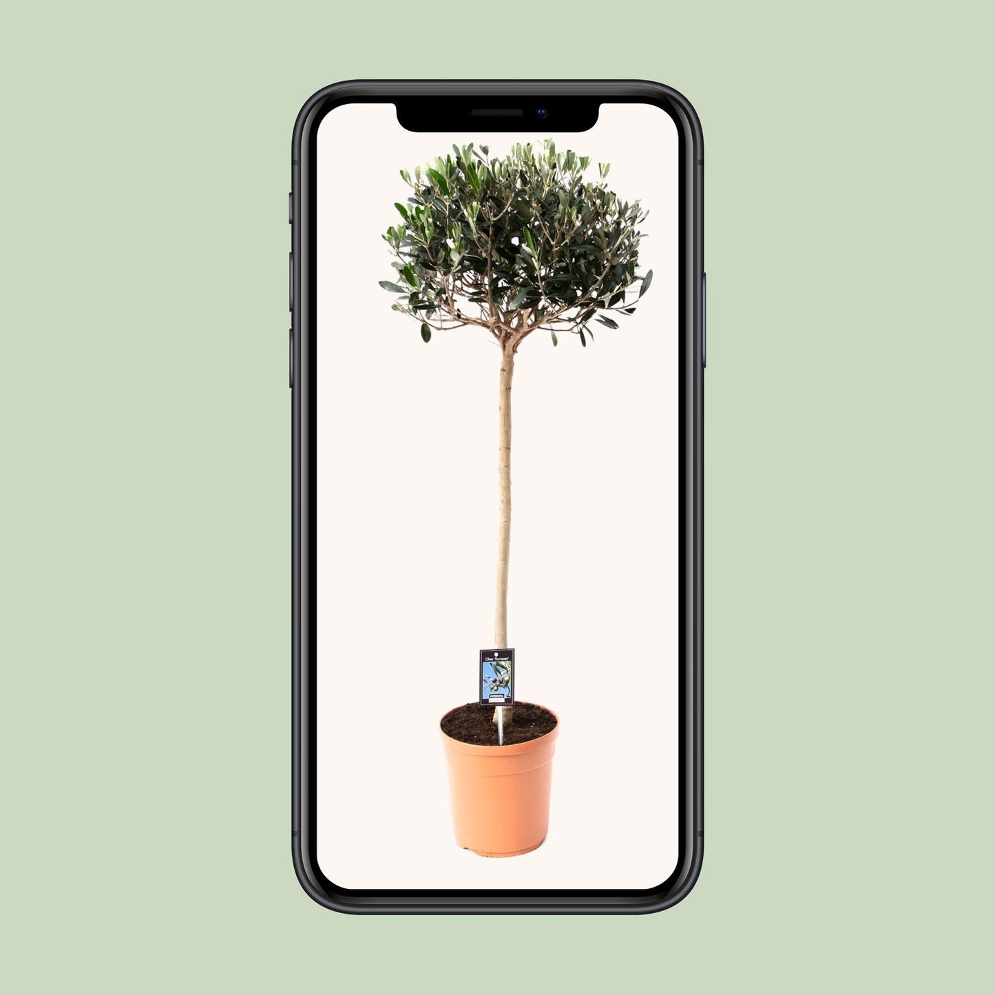 Olive Olea – Mediterrane Zimmer- und Gartenpflanze Ø19cm