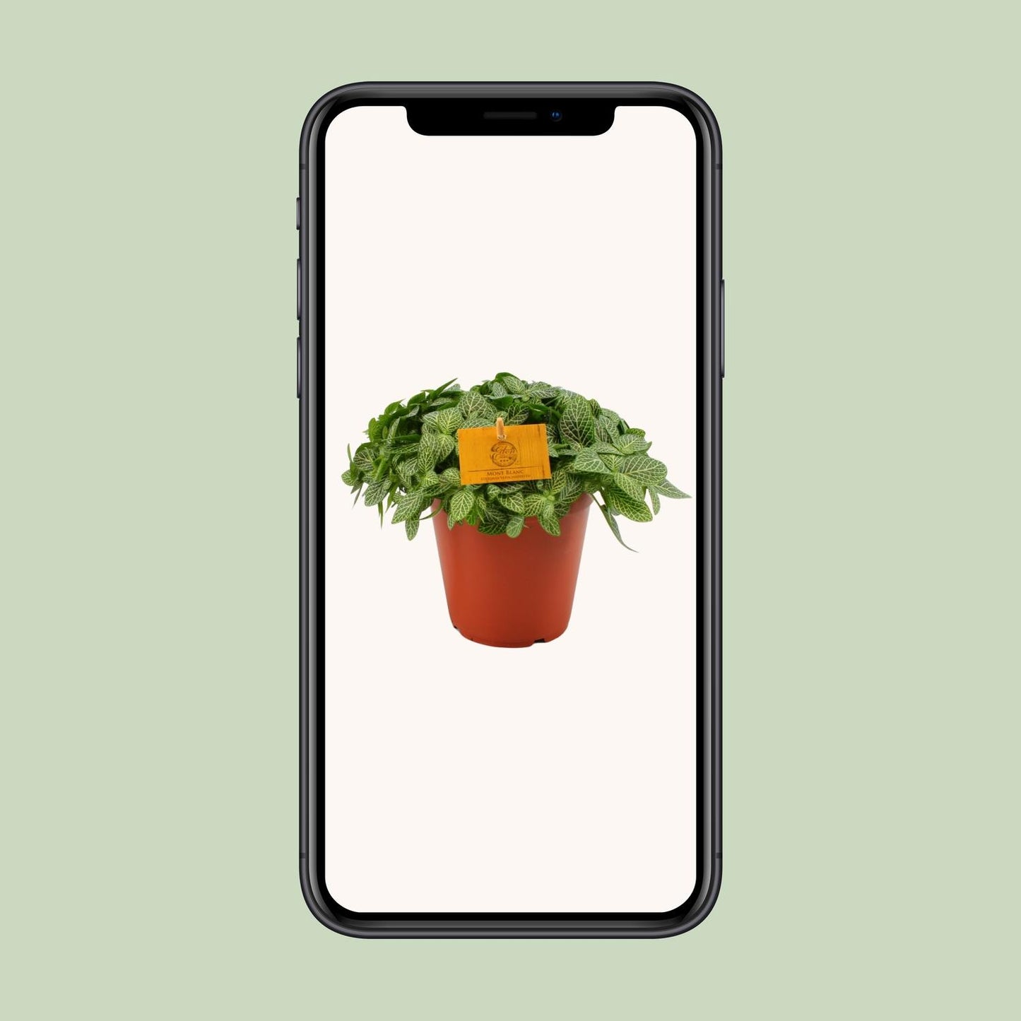 Fittonia Verschaffeltii Mosaikpflanze Ø15 cm – Pflegeleicht & Farbenfroh