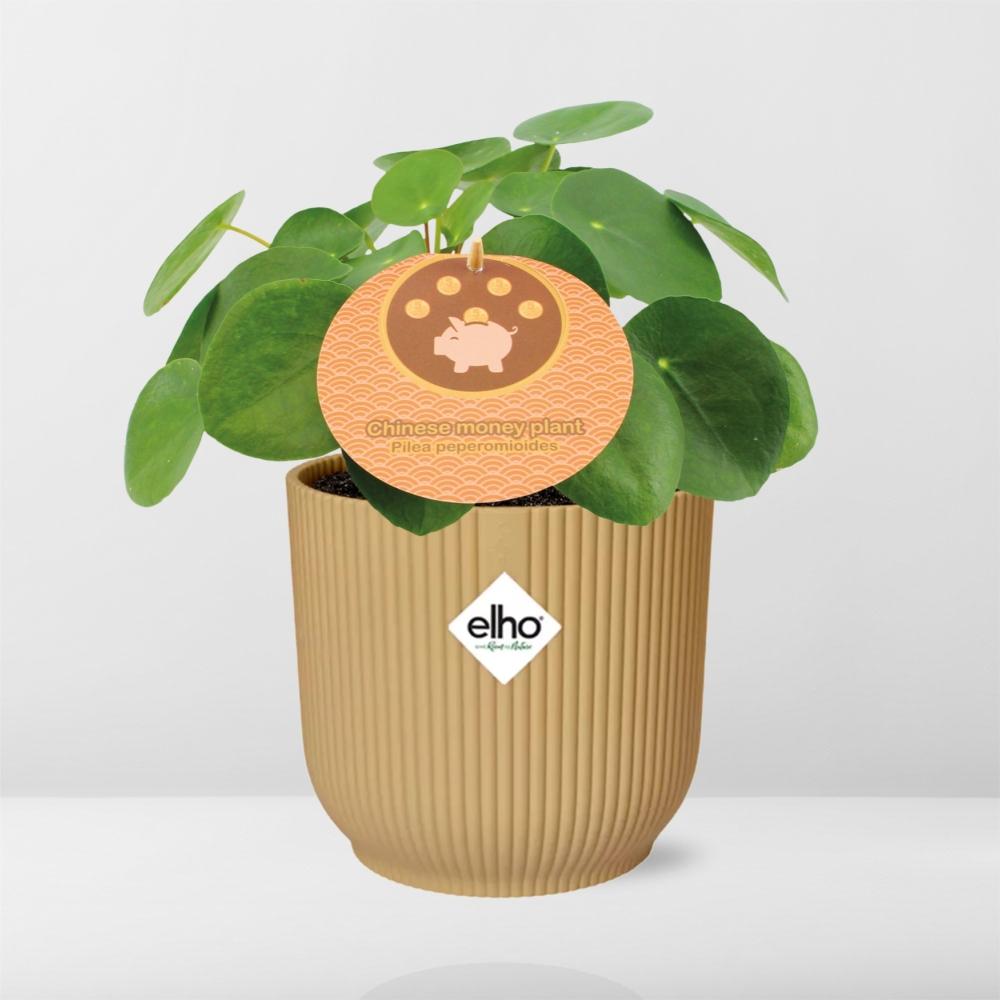 Pilea Peperomioides 12cm im gelben ELHO Vibes Fold Übertopf